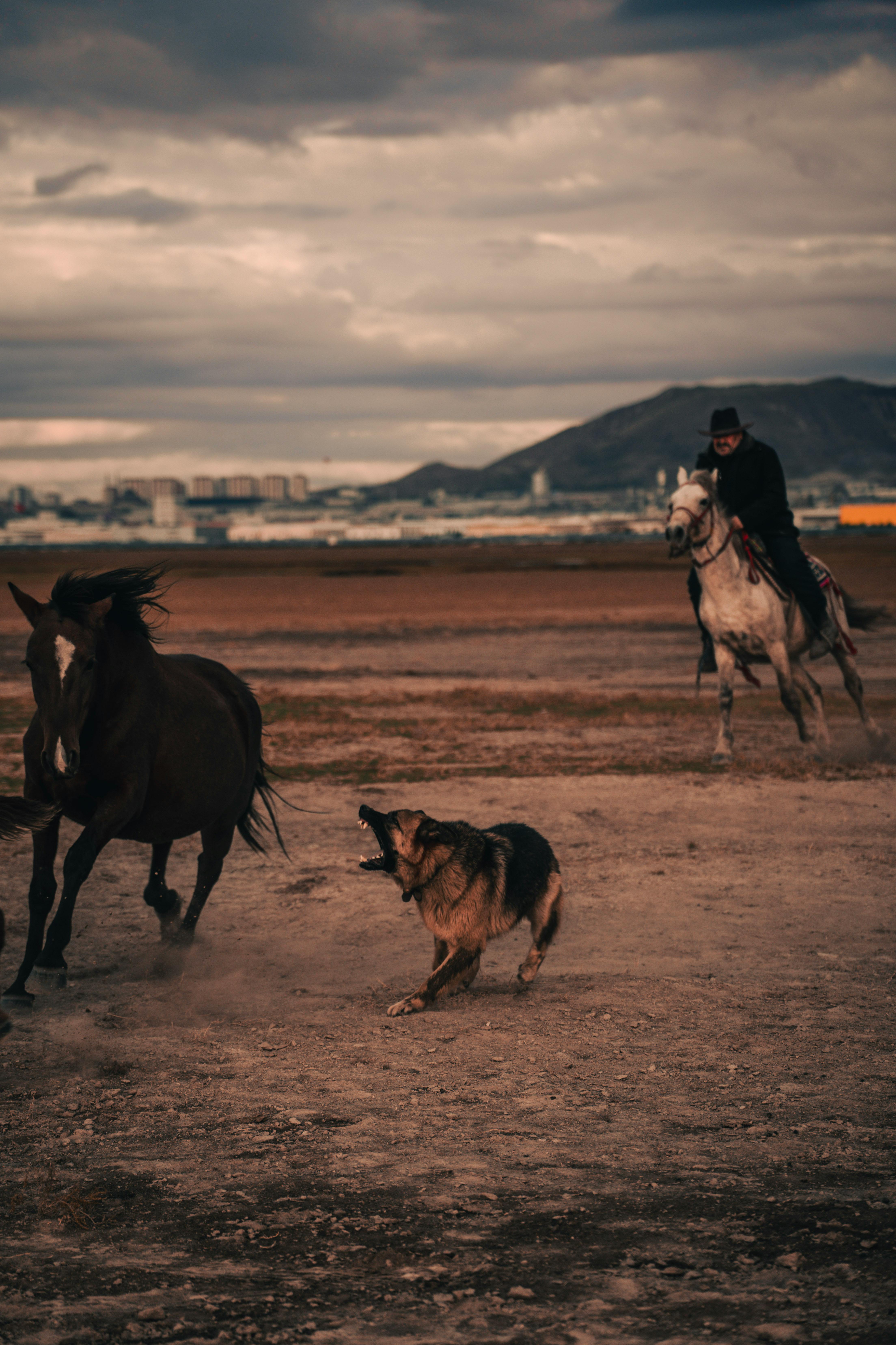 German Shepherd Herding Horses