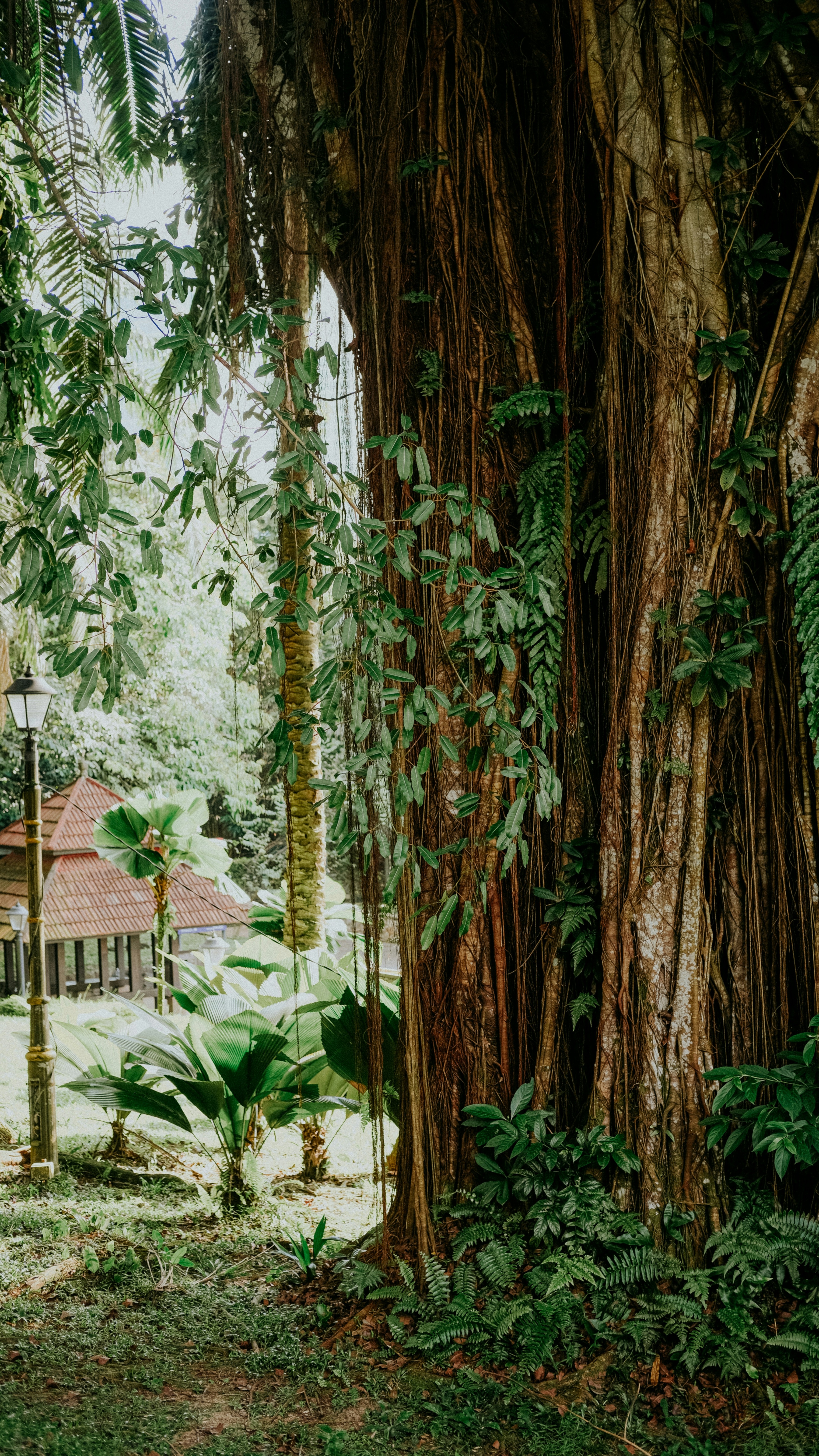 Giant Tree in Tropical Park