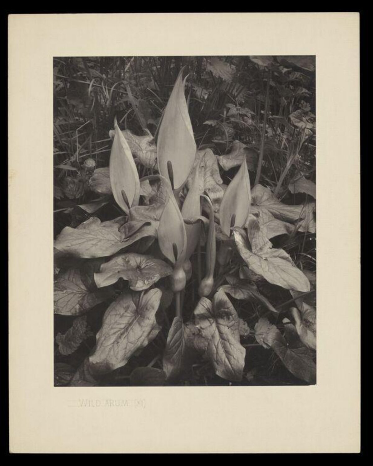 Vintage Black White Wild Arum Photo