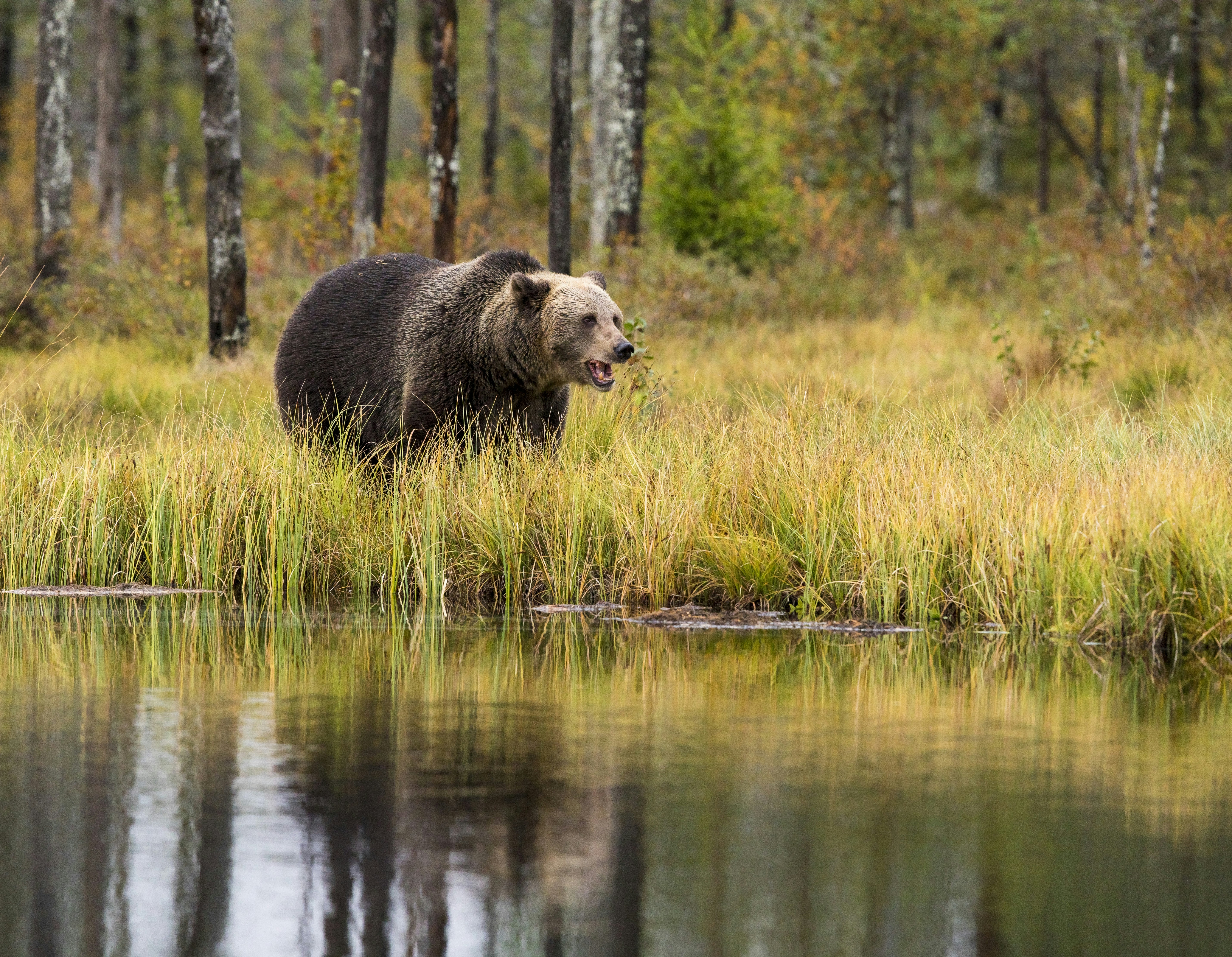 Brown Bear by Forest Waterside