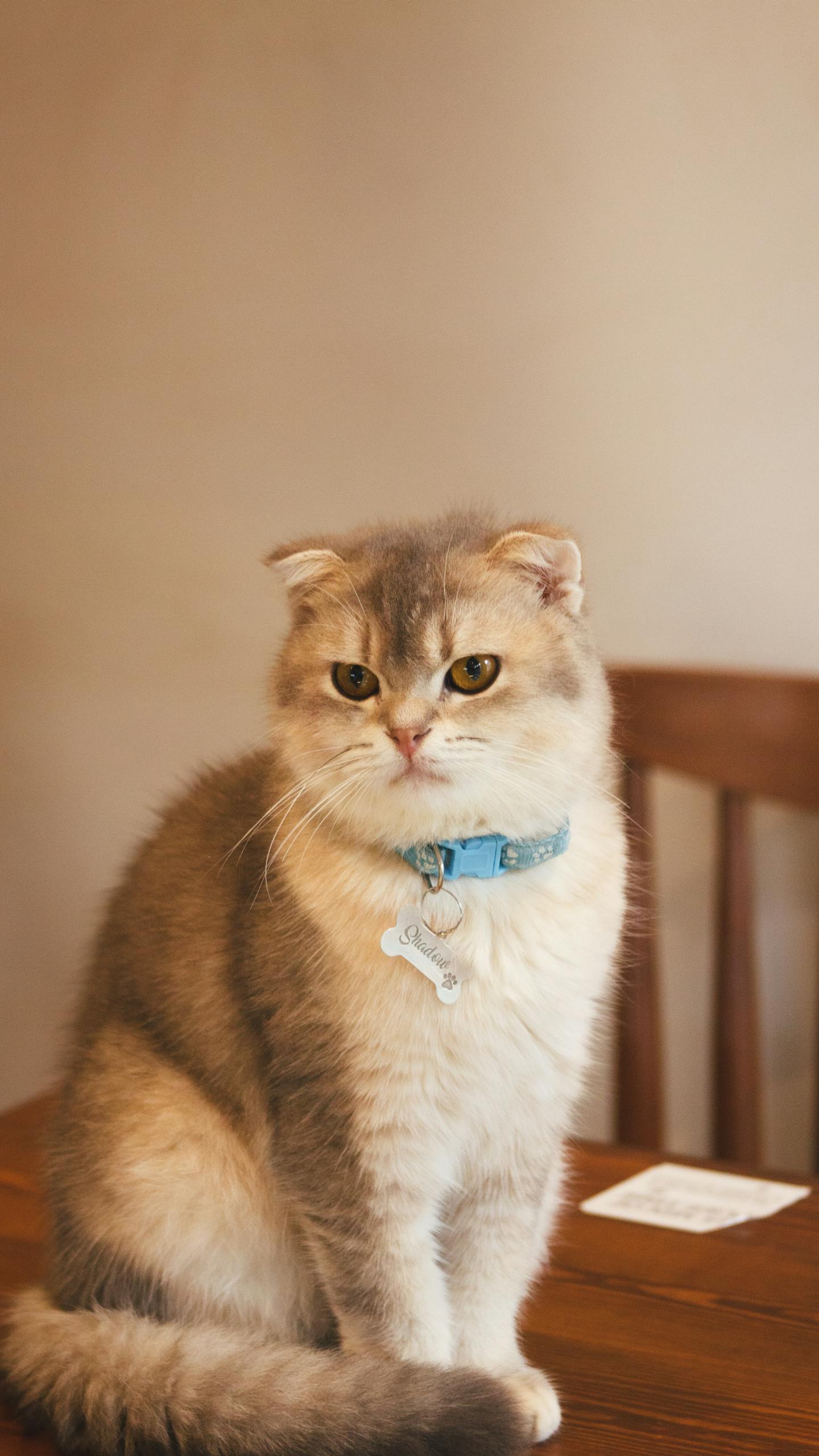 Scottish Fold Cat On Wooden Table