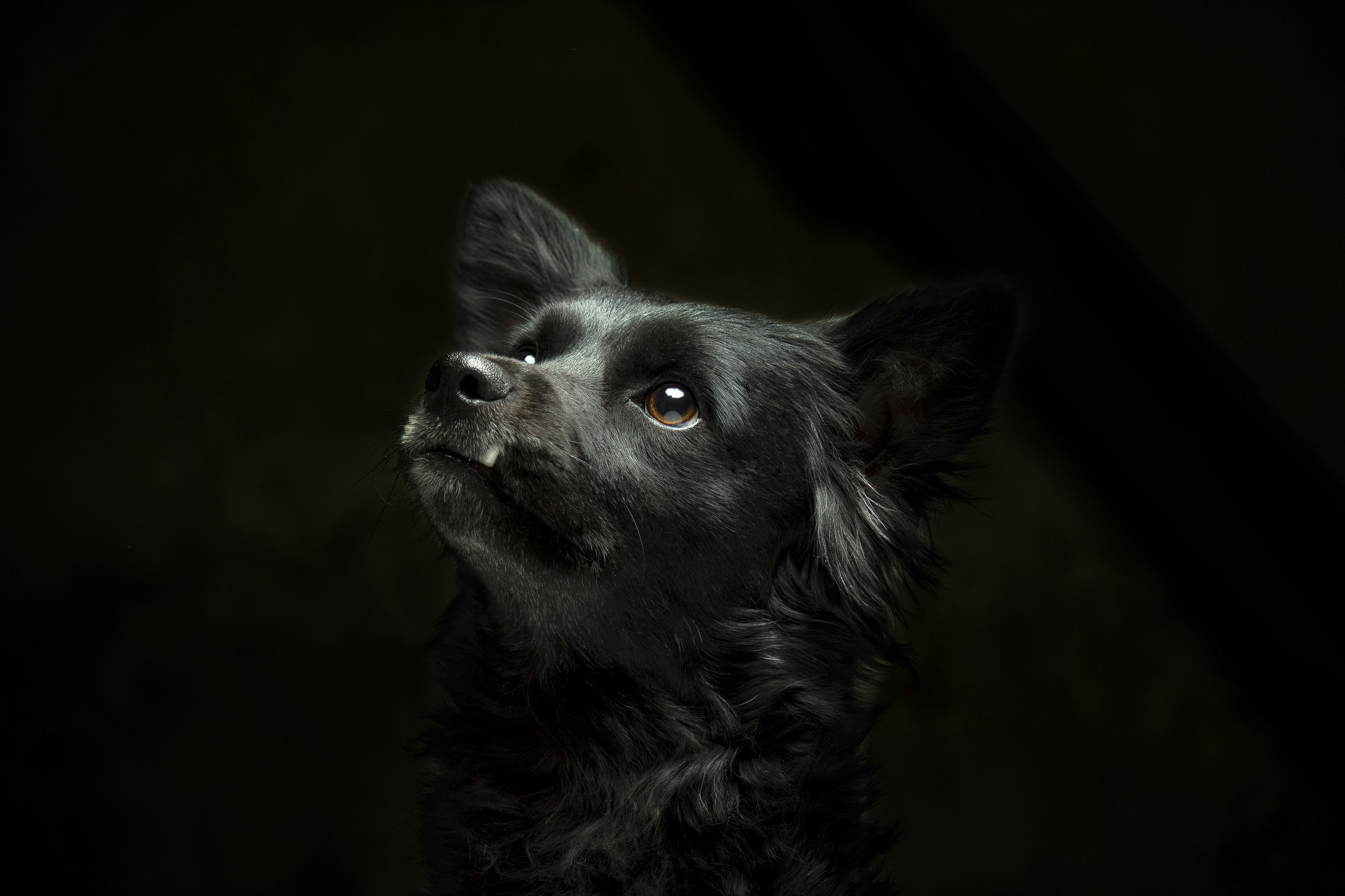Black Dog Close-up Portrait