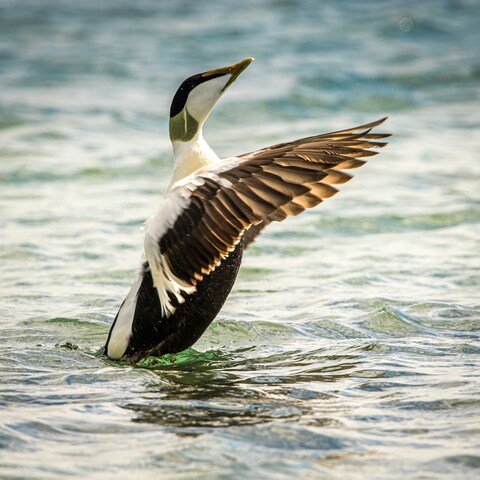 Western Grebe Spreading Wings on Water