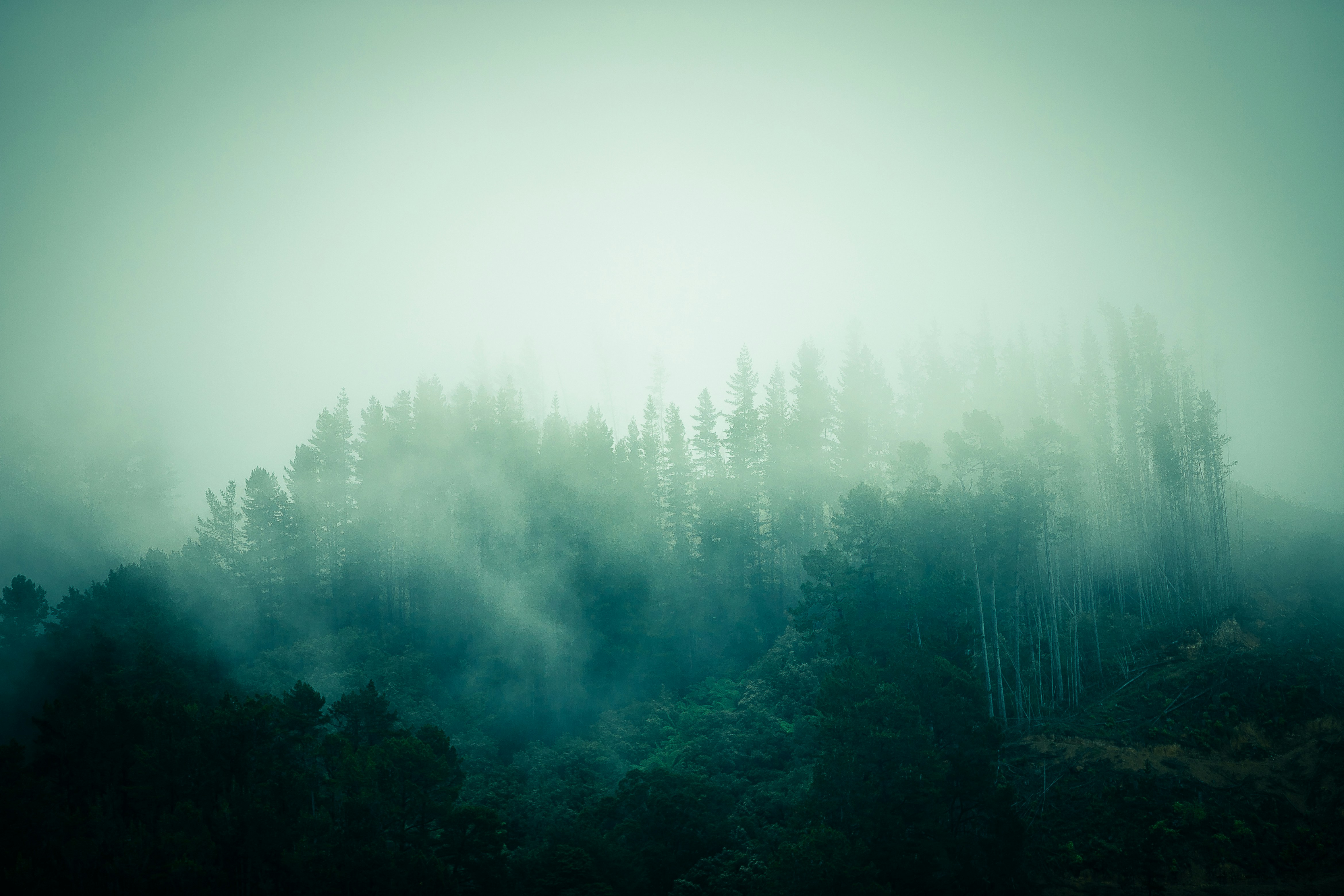Misty Hillside Forest