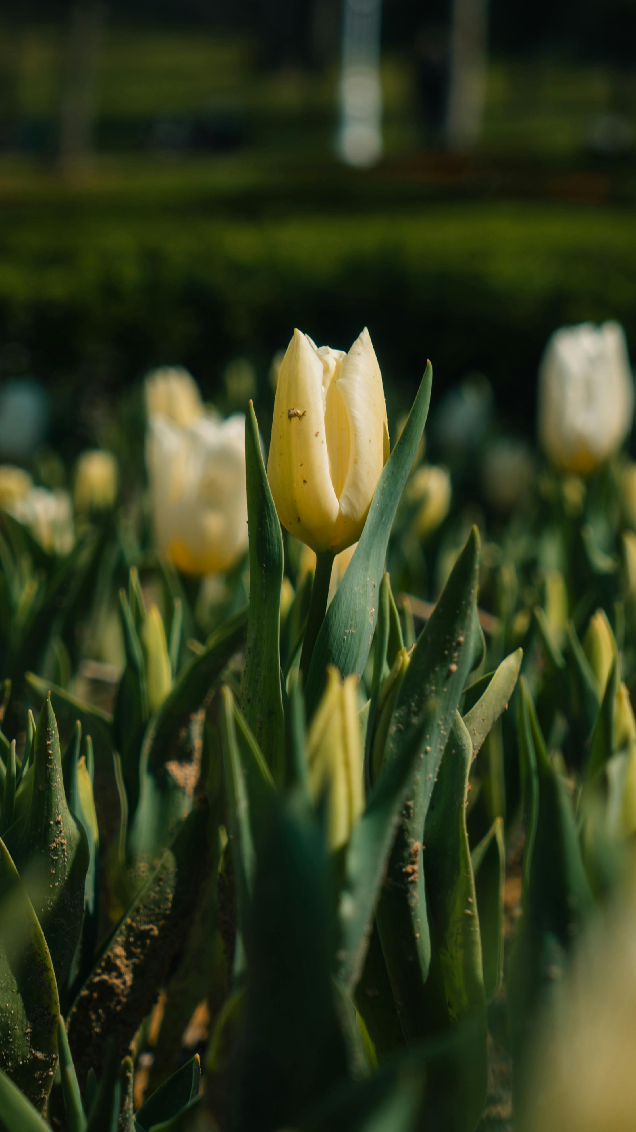 Pale Yellow Tulip in Garden Bed