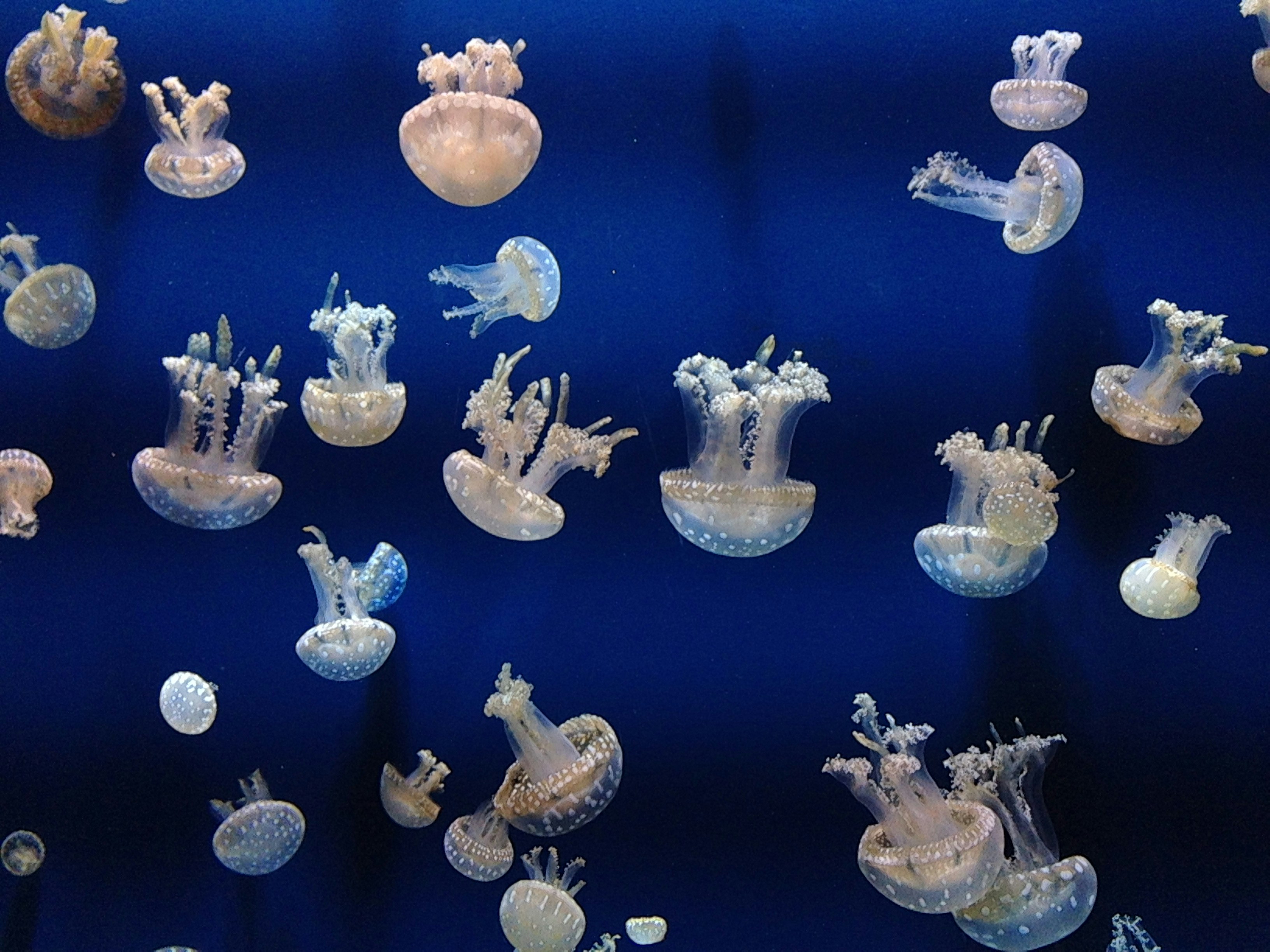 Spotted Jellyfish in Deep Blue Water