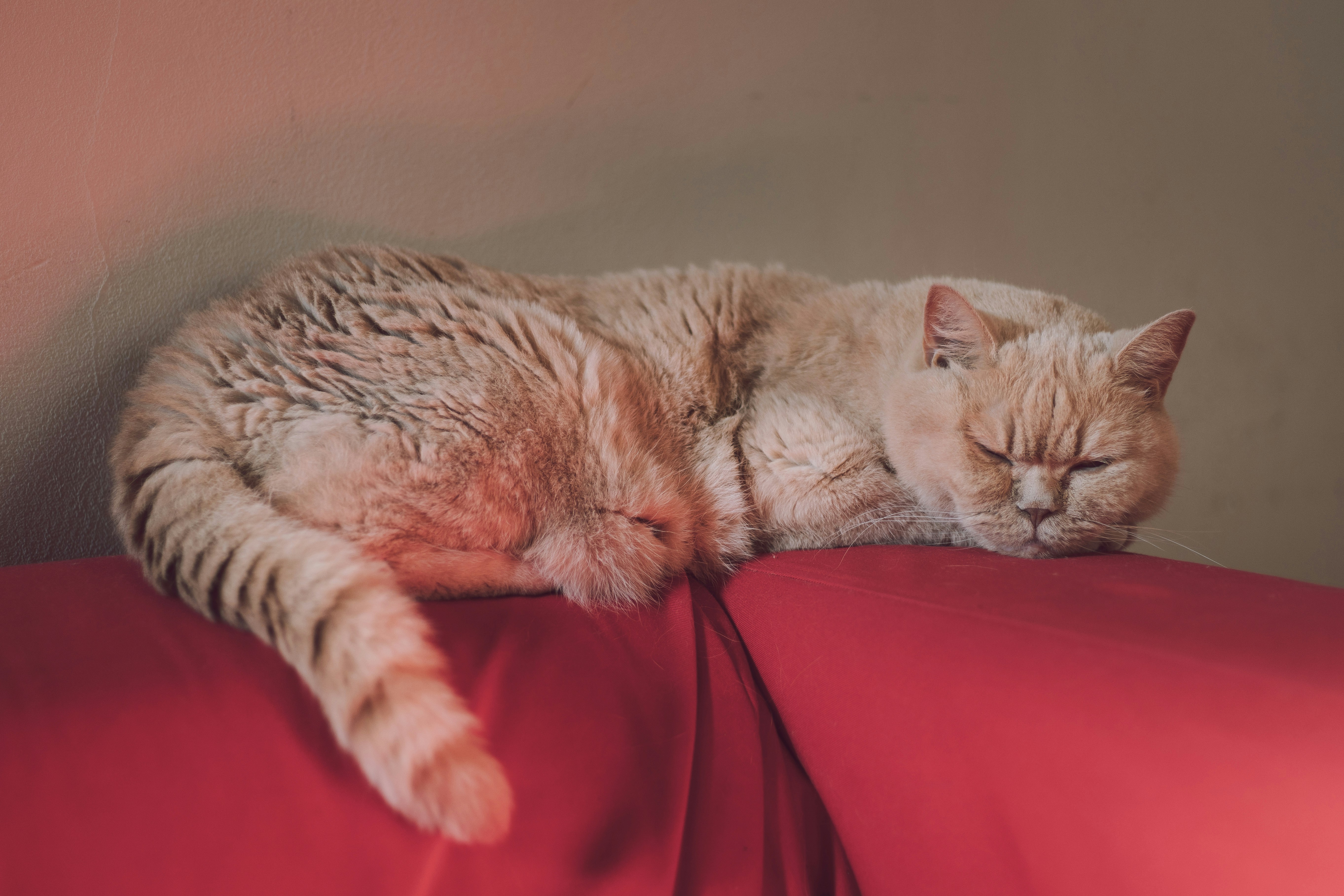 Sleeping Cat on Red Sofa