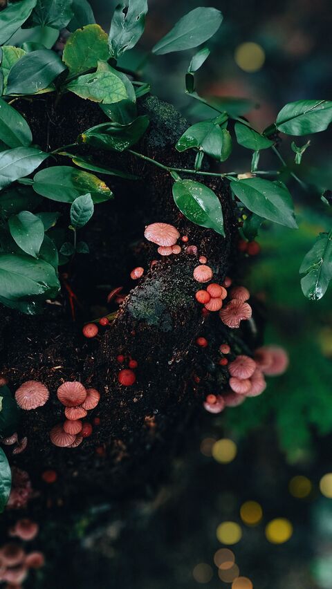 Image 1625812 — Images