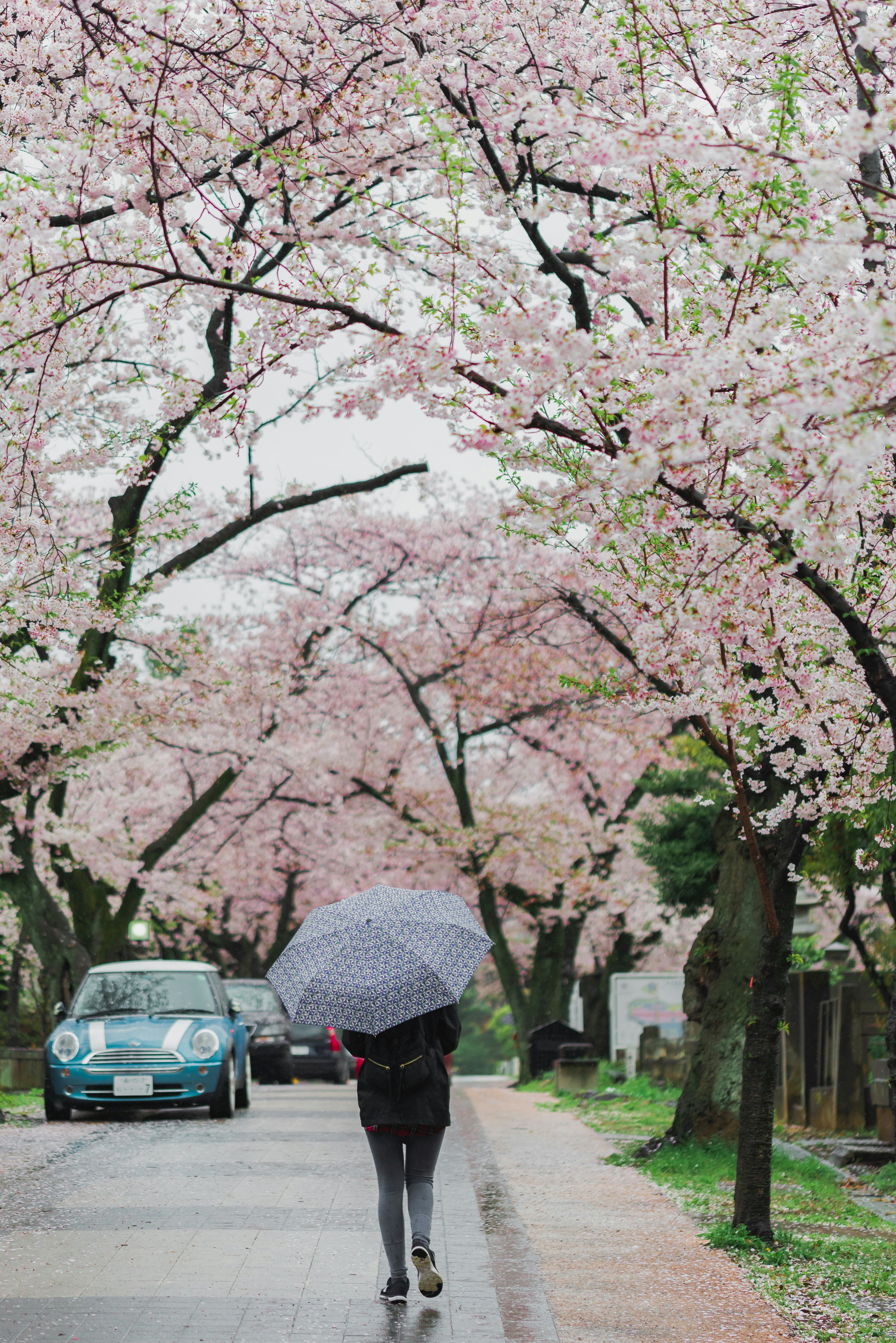 Rainy Day Cherry Blossom Avenue