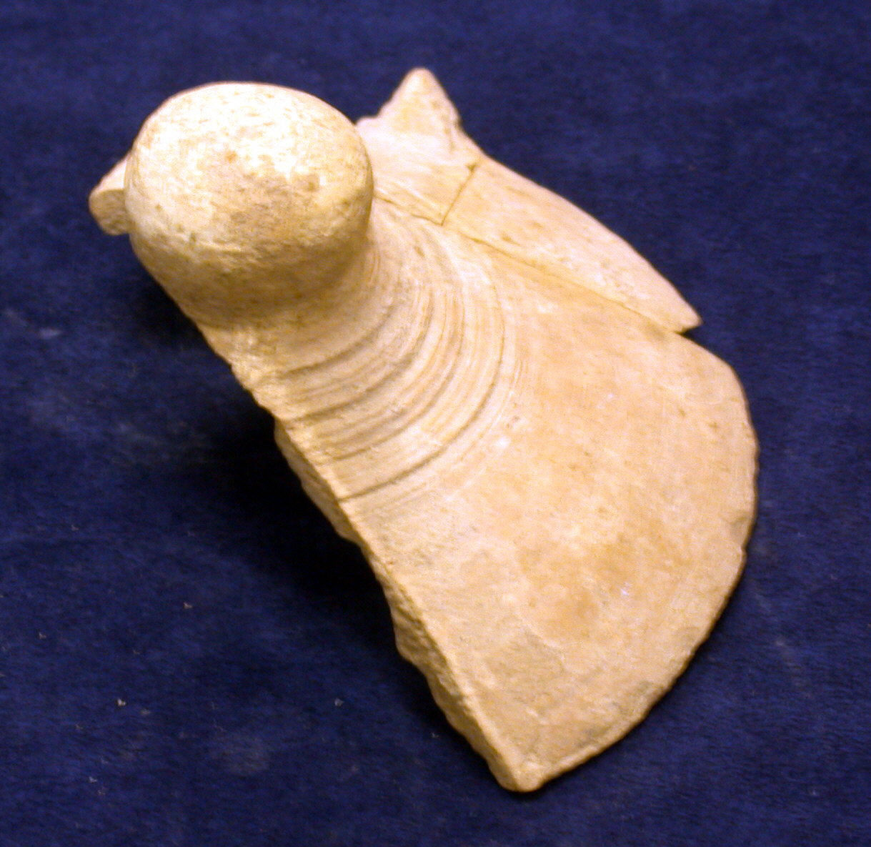Partial Fossil Shell Specimen