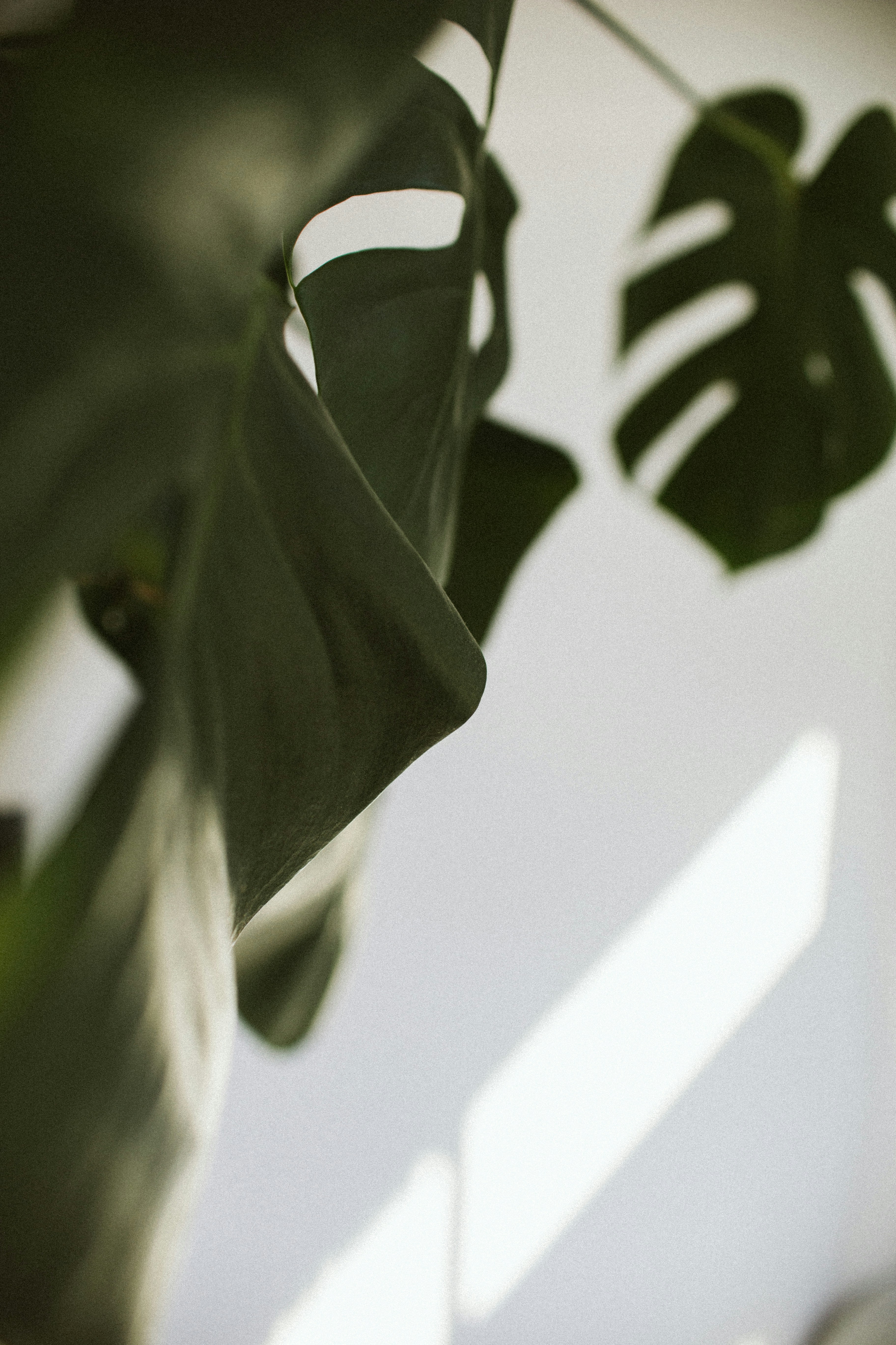Close-up of Monstera Leaves — Phone Wallpapers
