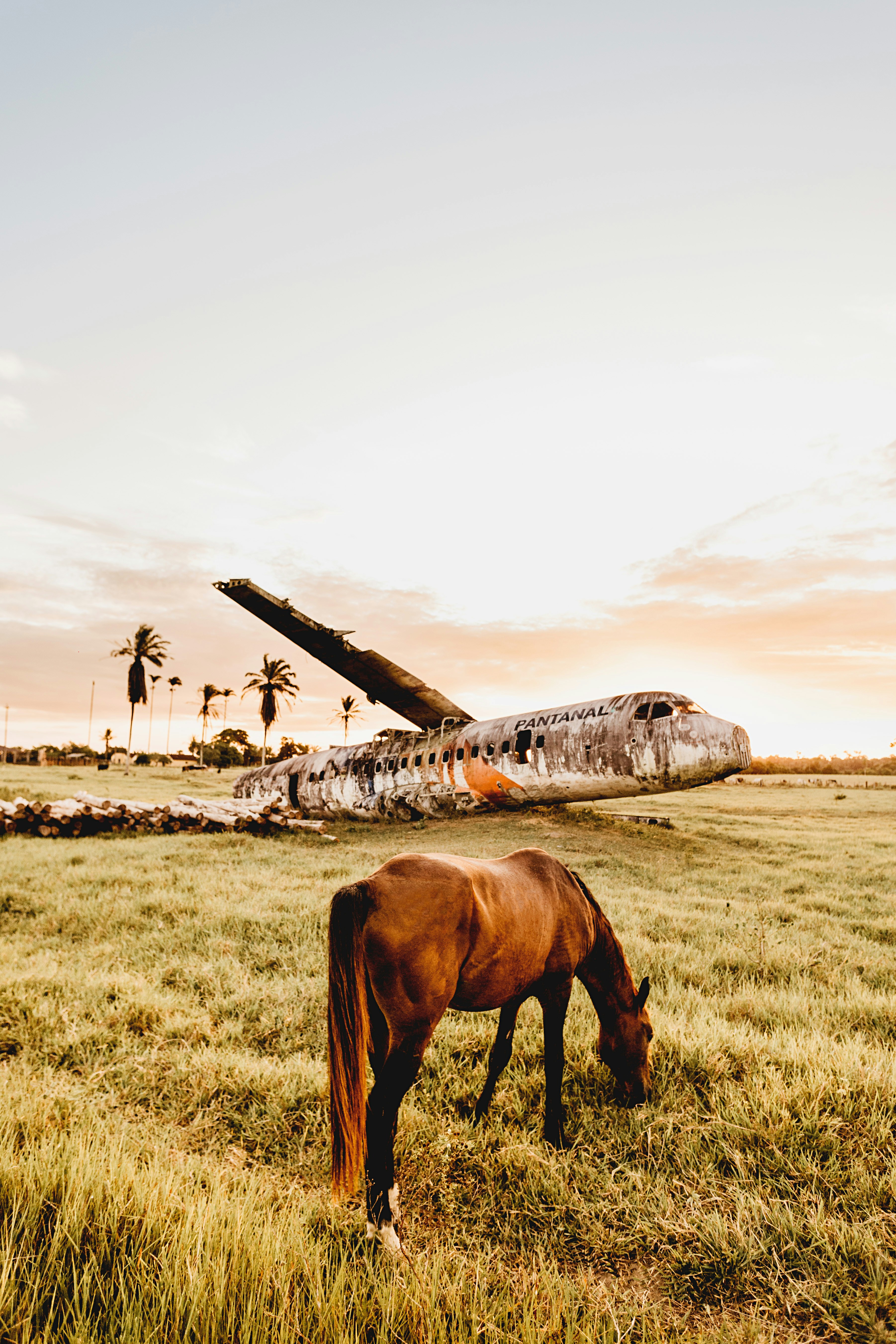 Grazing Horse by Abandoned Plane at Sunset