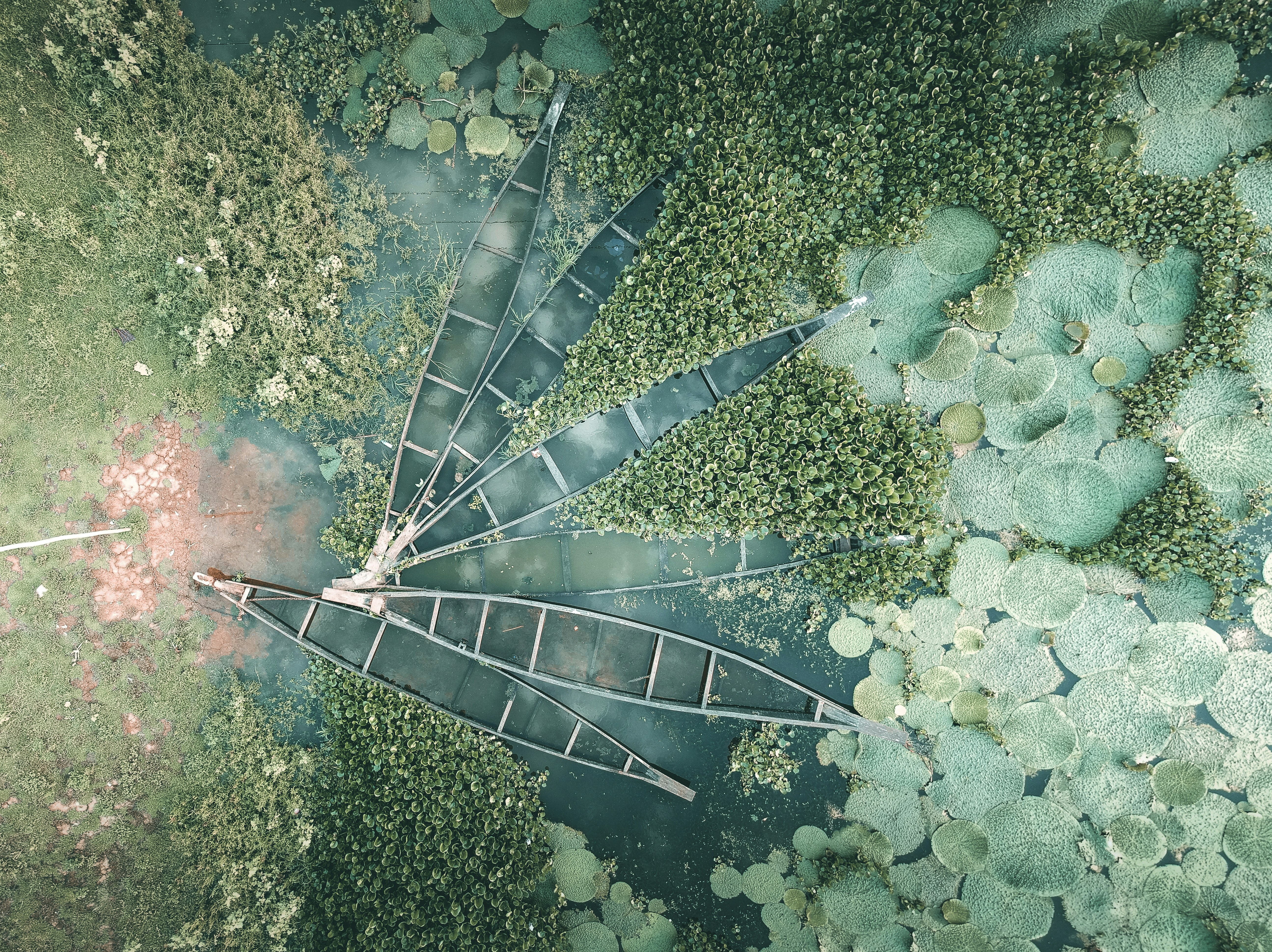 Aerial View of Wooden Boats on Lily Pond