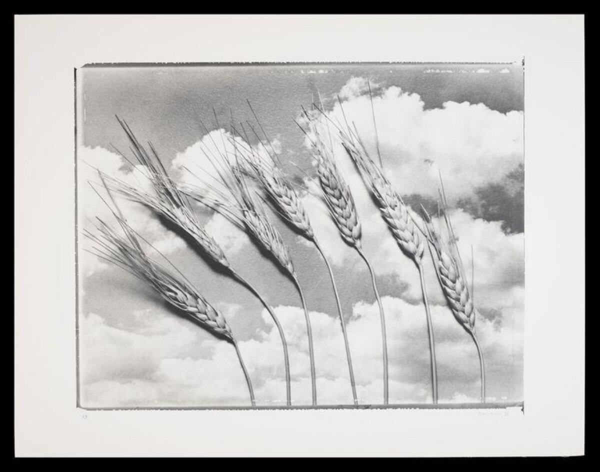 Wheat Ears Against Cloudy Sky