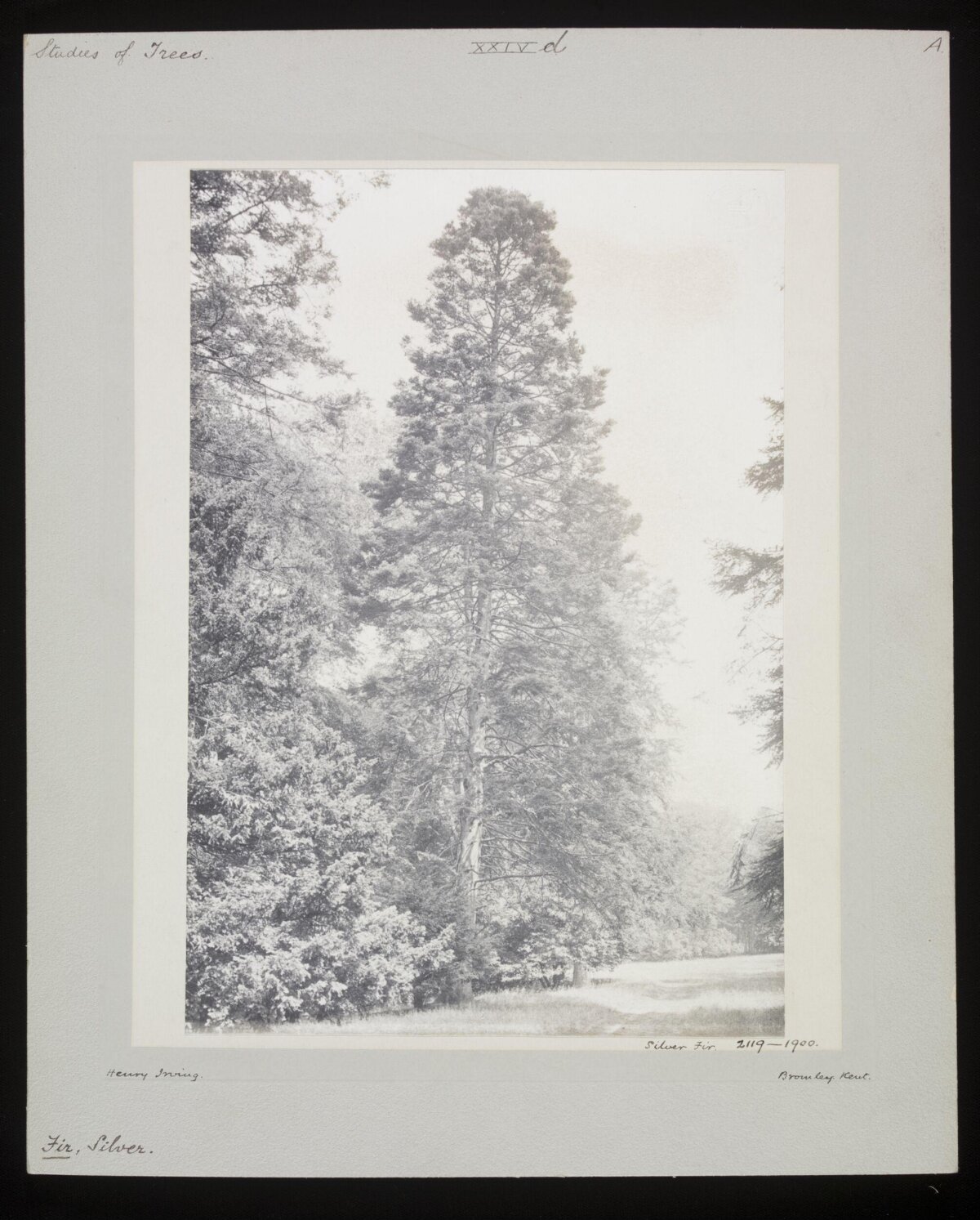1900 Silver Fir Tree Study