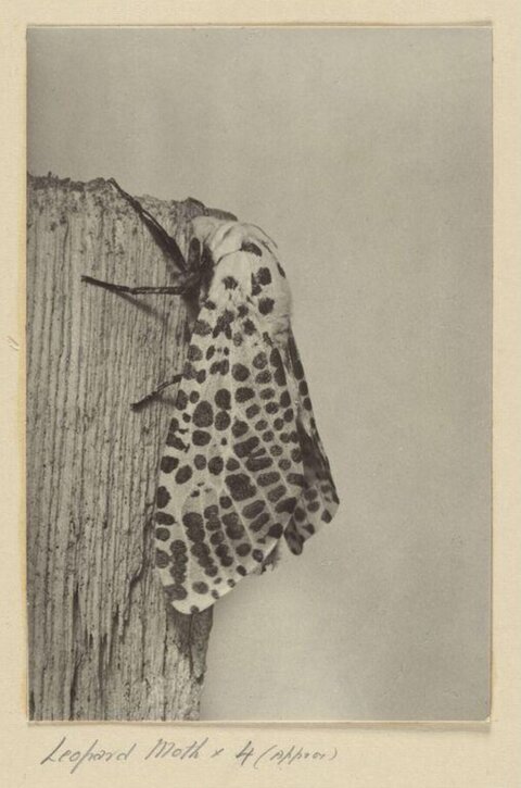 Vintage Leopard Moth Photograph