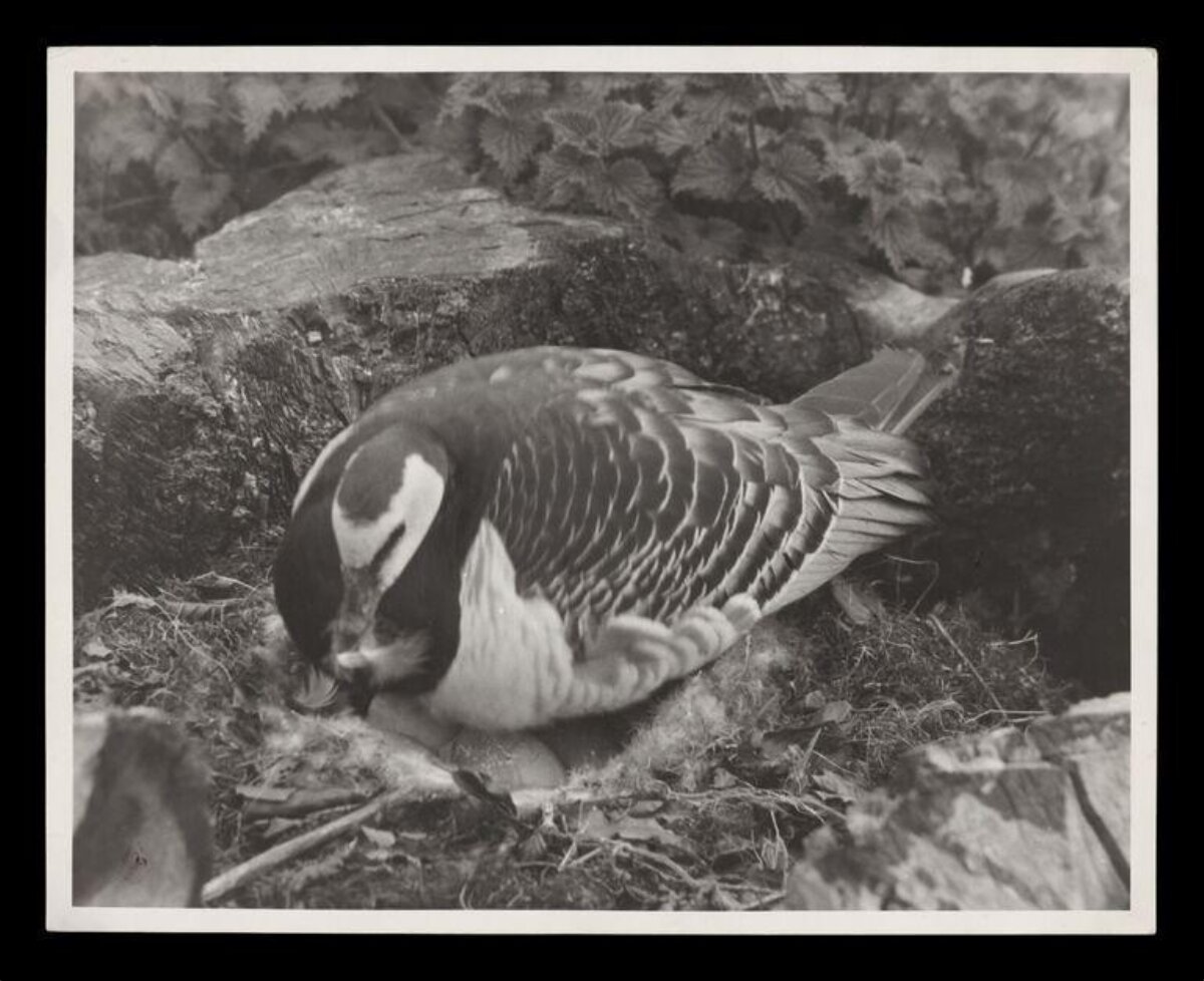 Goose Sitting on Its Nest