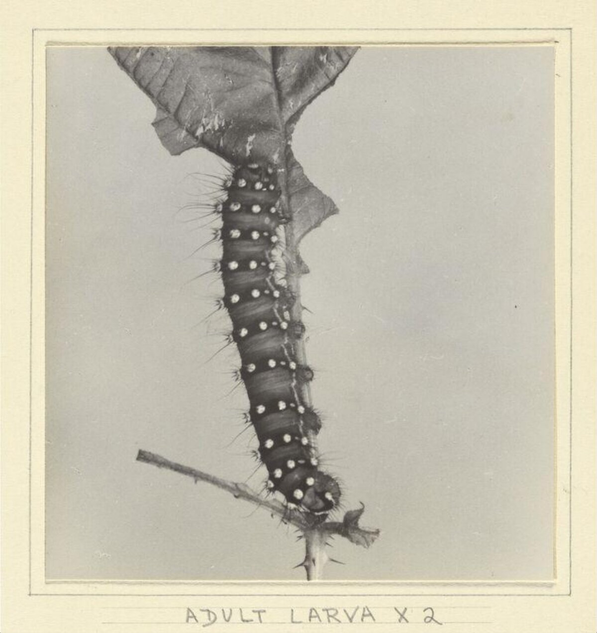 Black and White Photo of Adult Larva