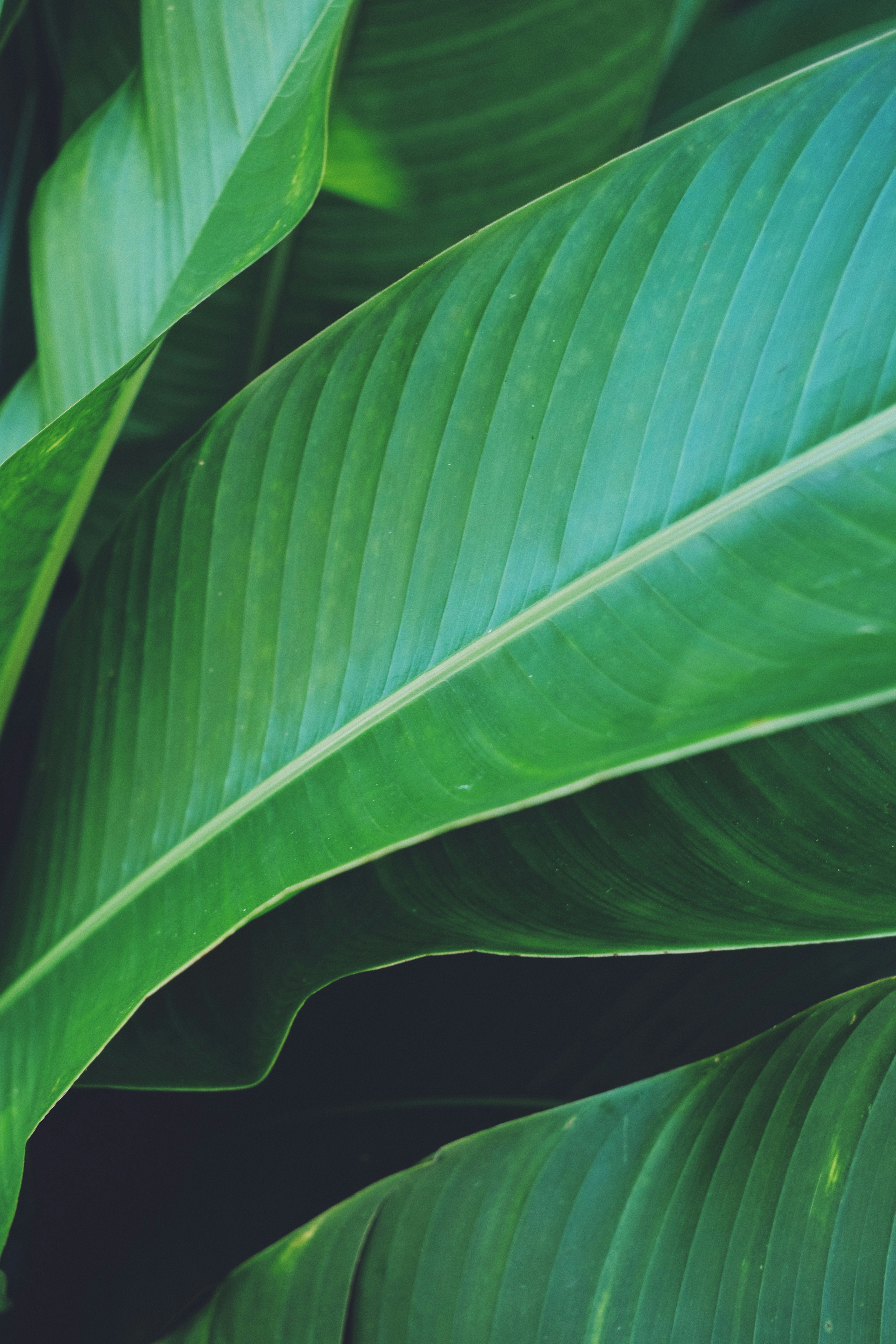 Close-up of Overlapping Banana Leaves — Phone Wallpapers