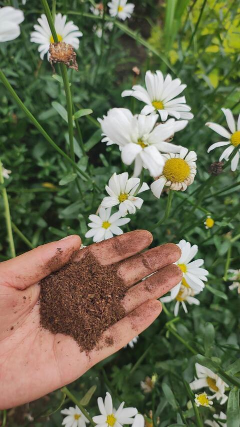 Hand Holding Soil Over Daisies