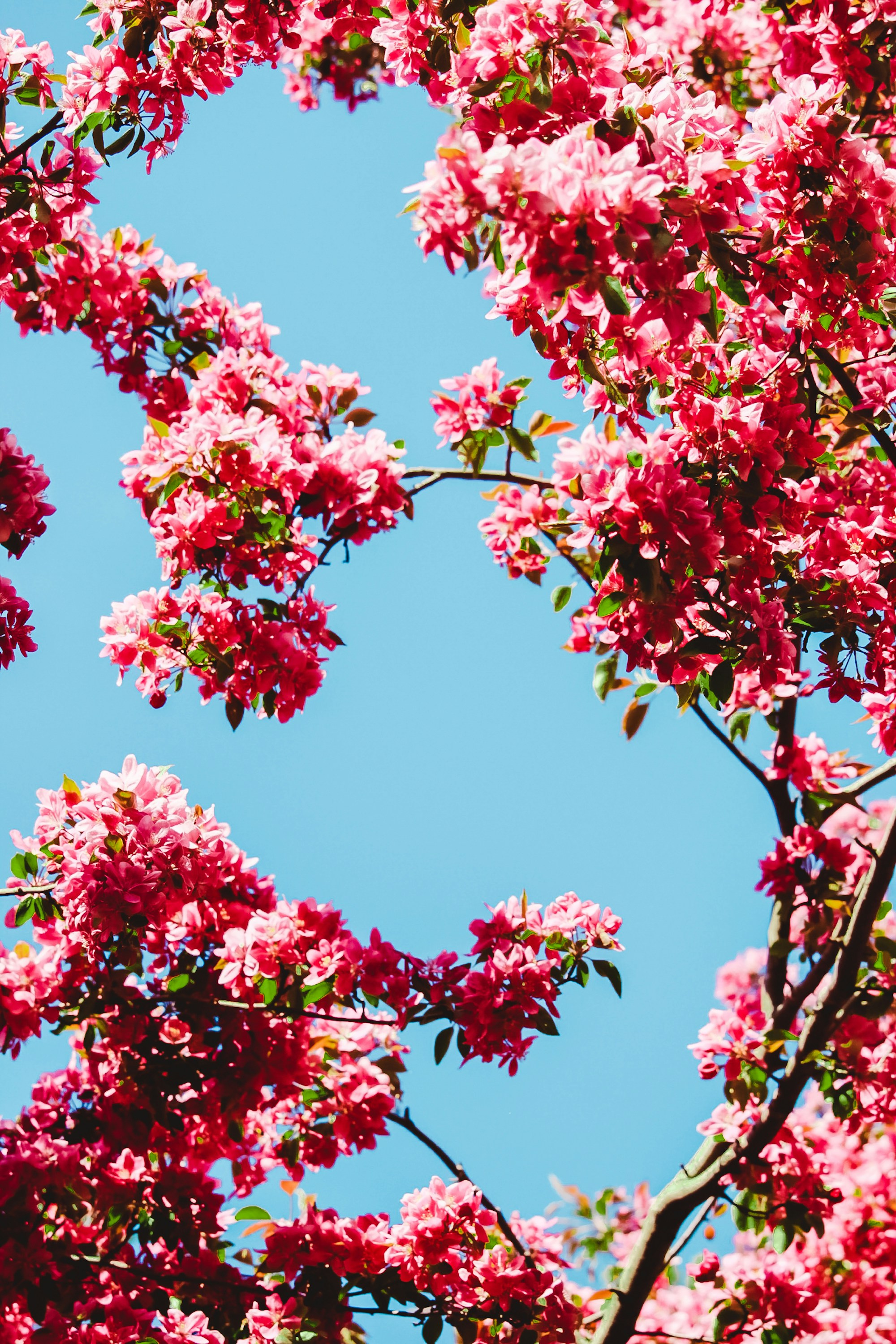 Pink Blossoms Against Clear Blue Sky
