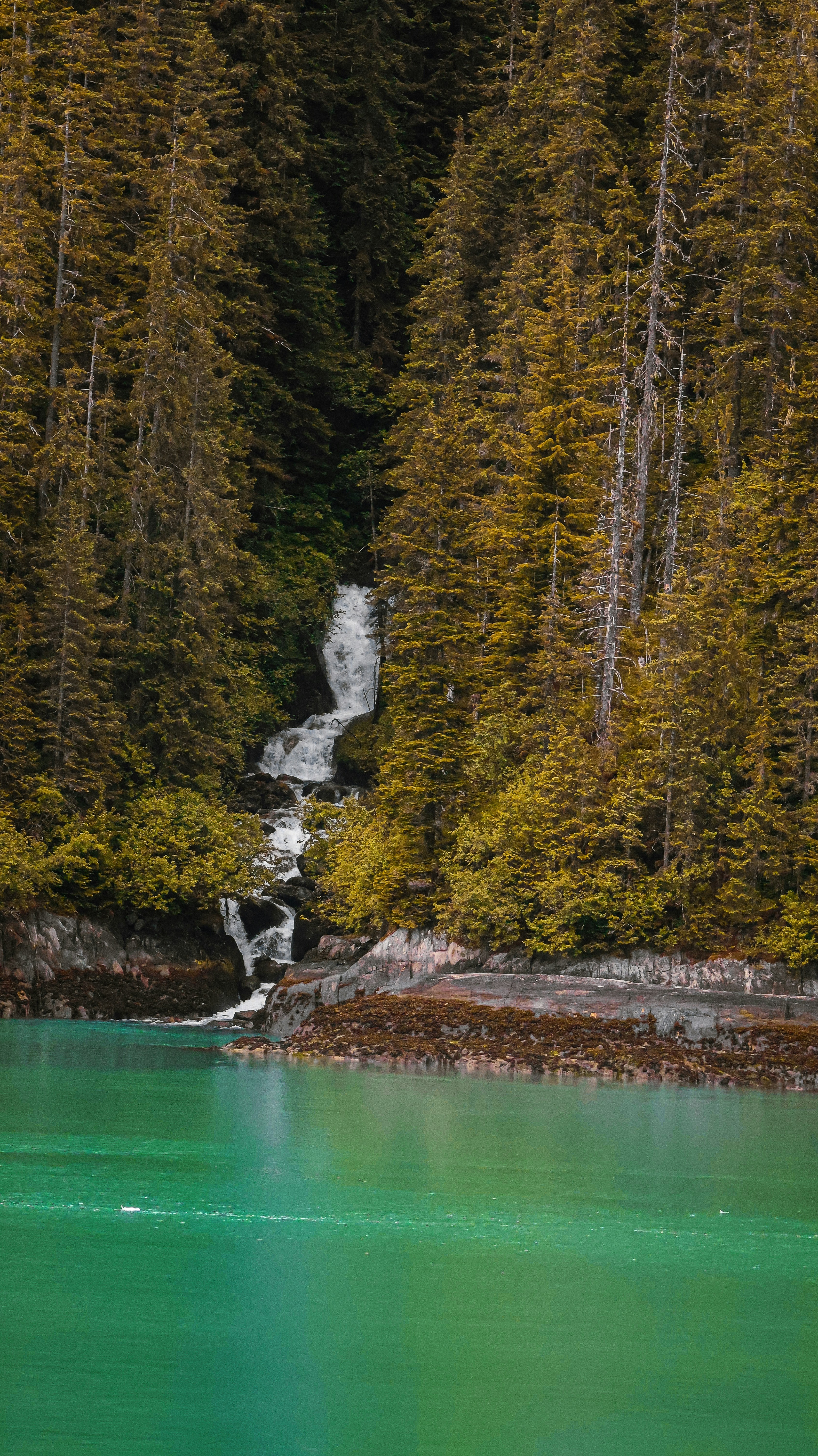 Forest & Flora