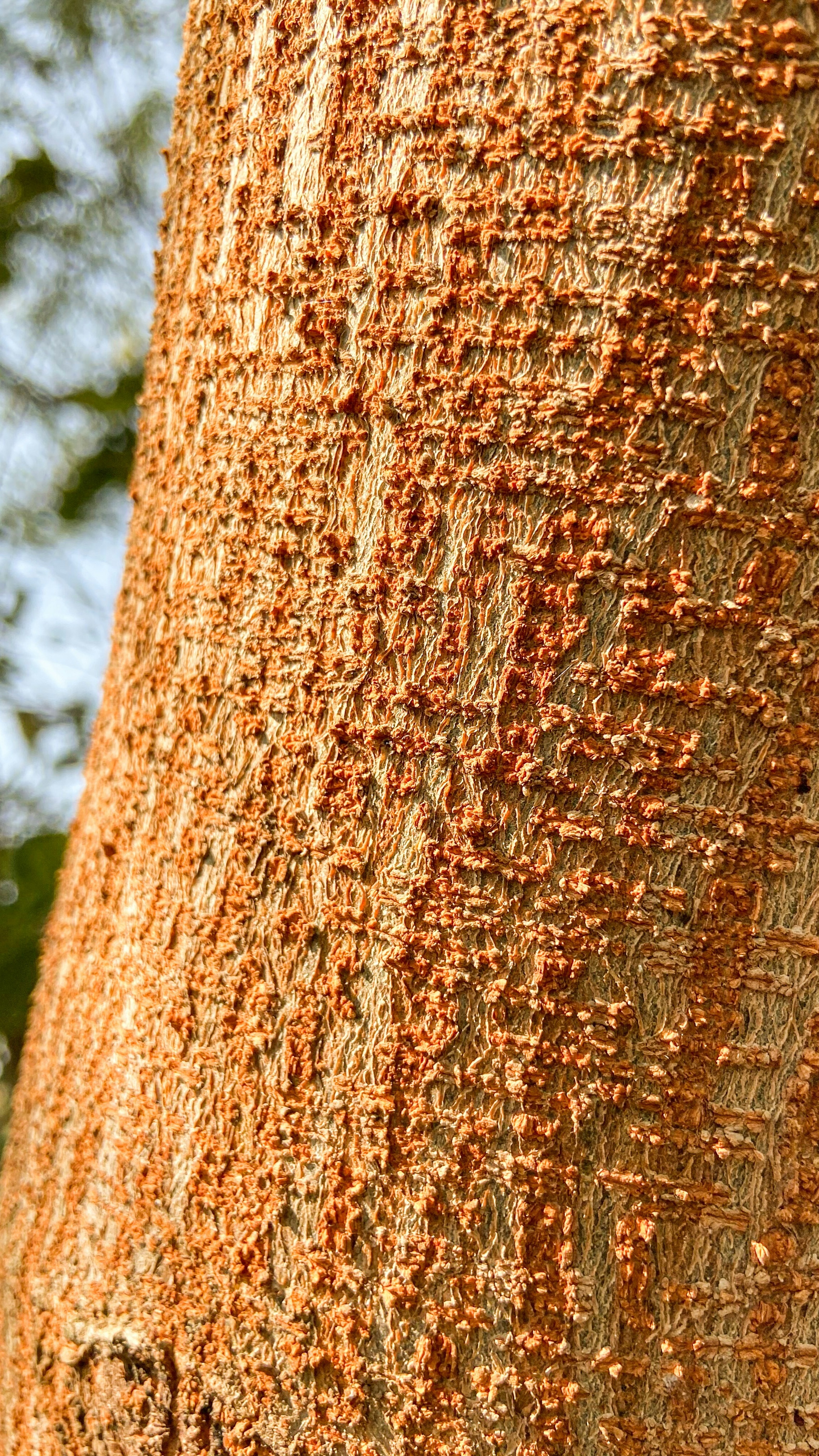 Close-up of Tree Bark