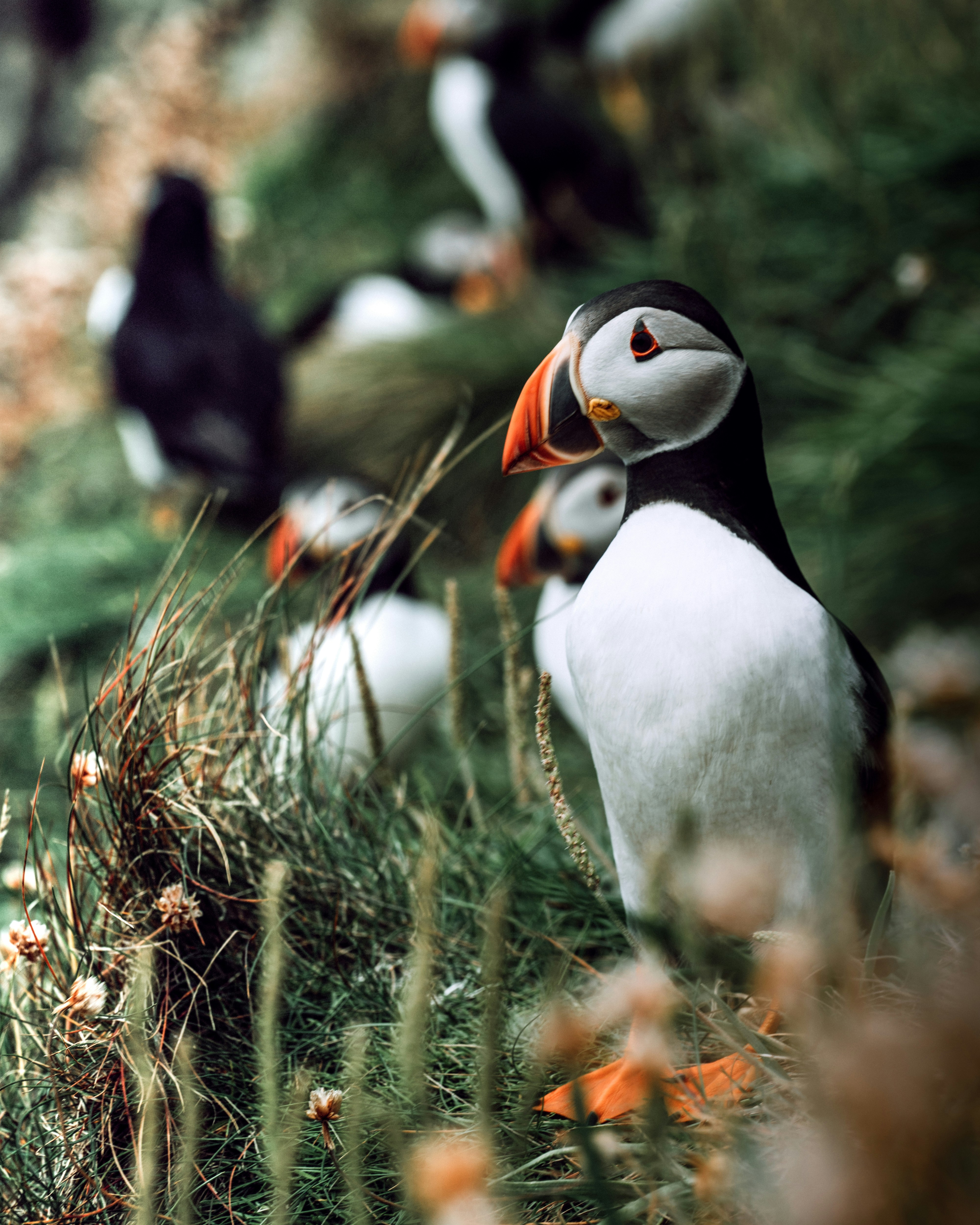 Puffins in Coastal Grass