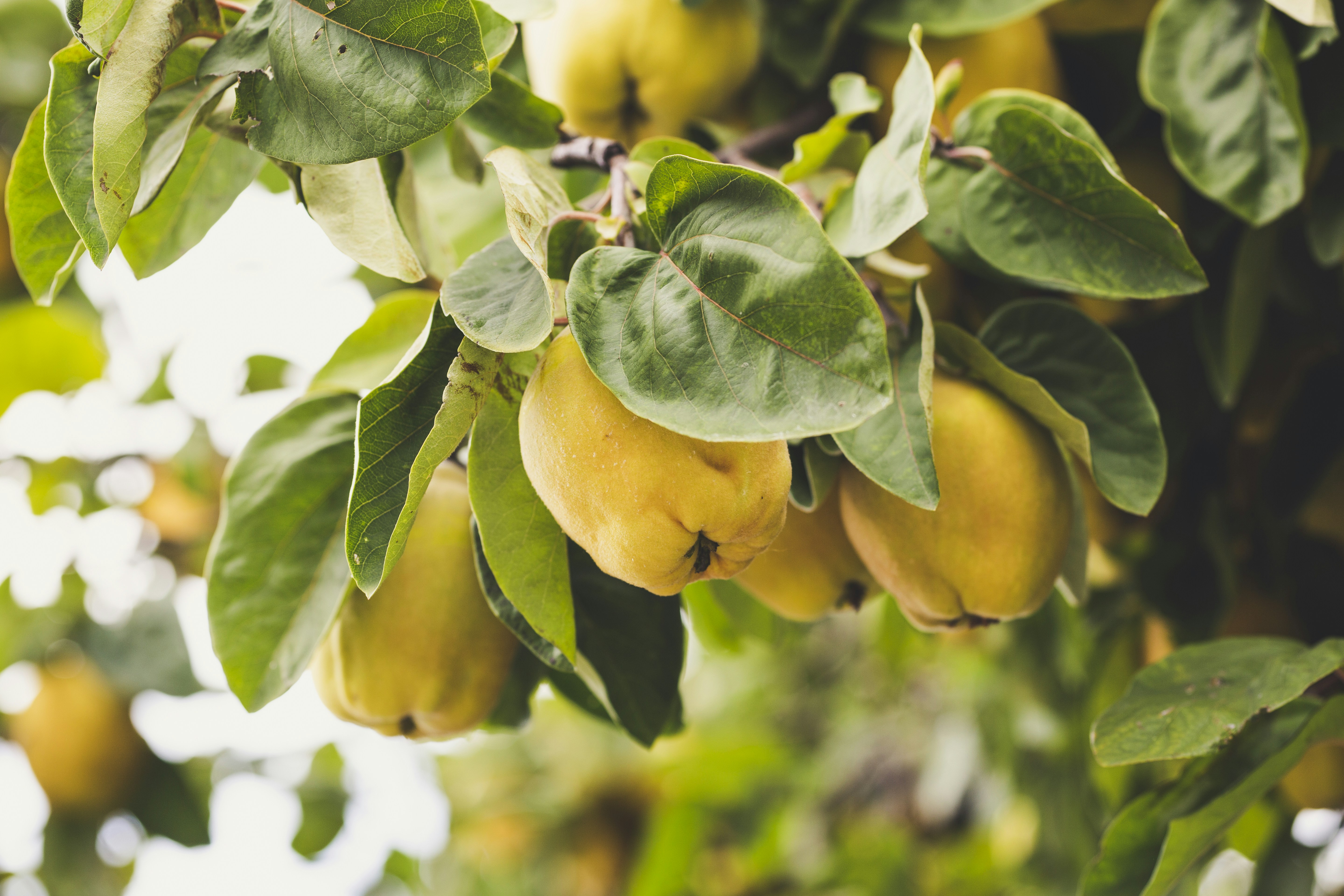 Plump Ripe Quinces on Tree Branch — Fruit Encyclopedia