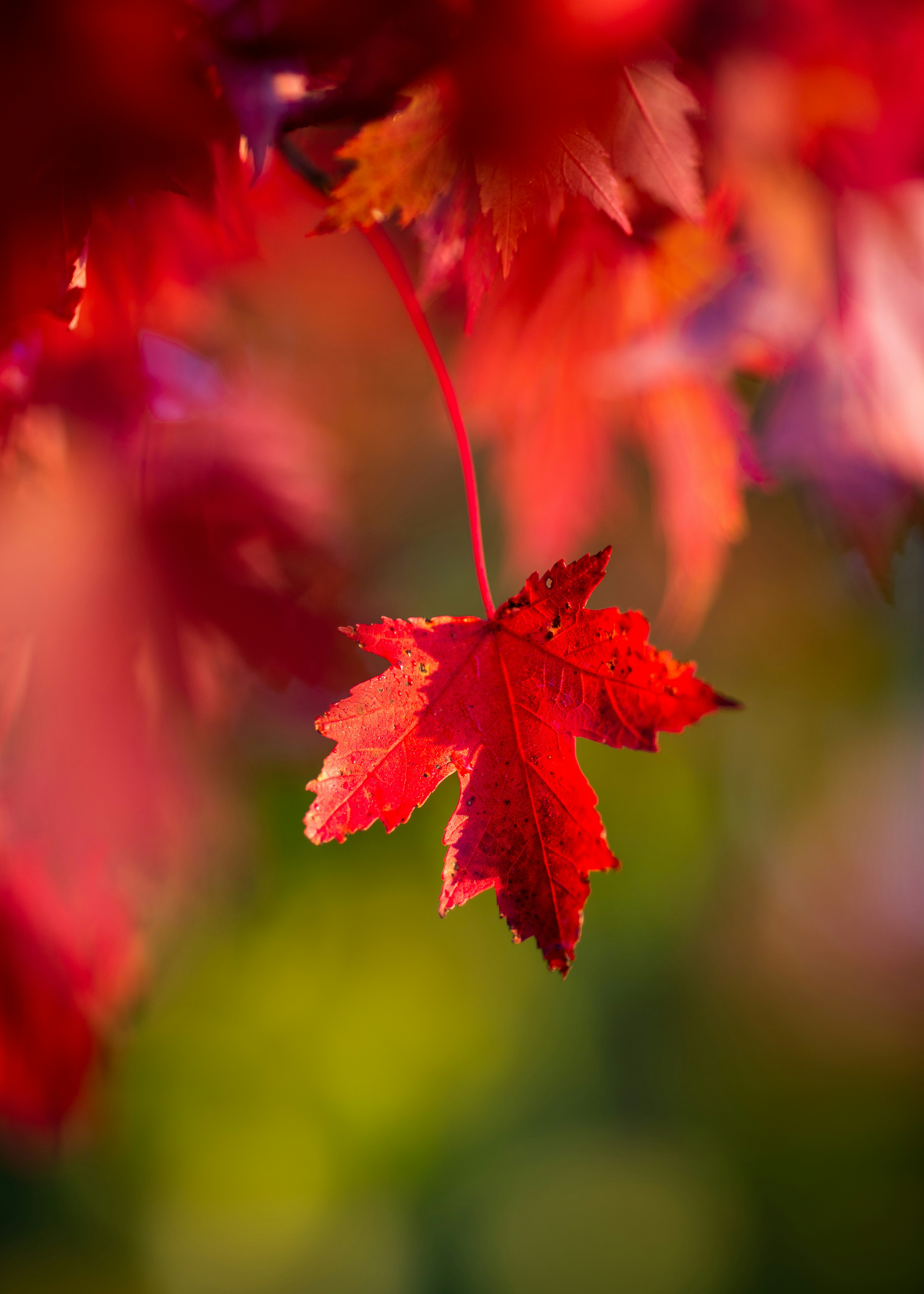 Hanging Red Autumn Maple Leaf