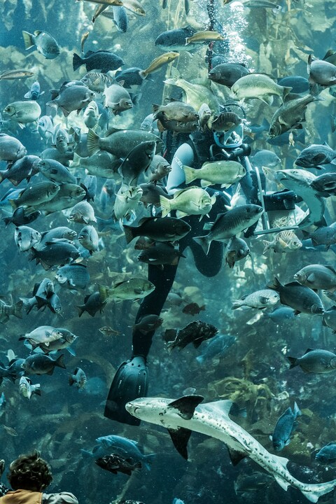 Diver Feeding Fish in Aquarium