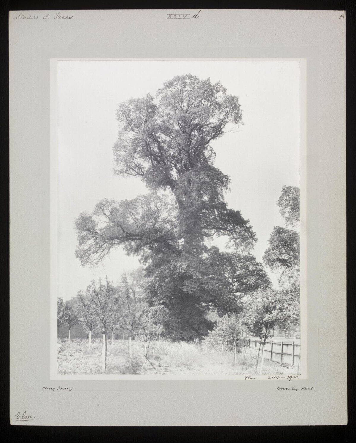 Vintage 1900 Elm Tree Study