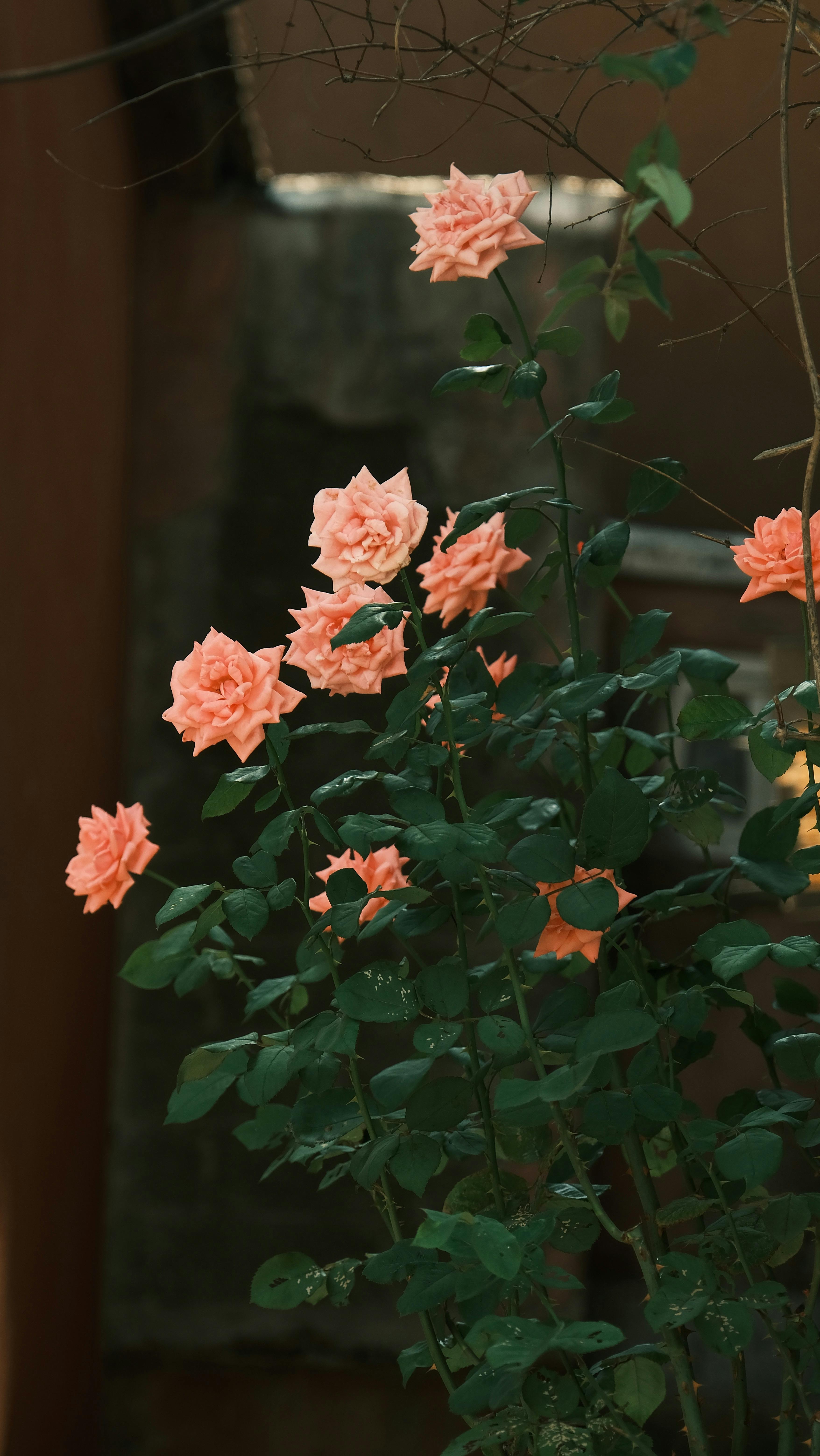 Blooming Peach Roses