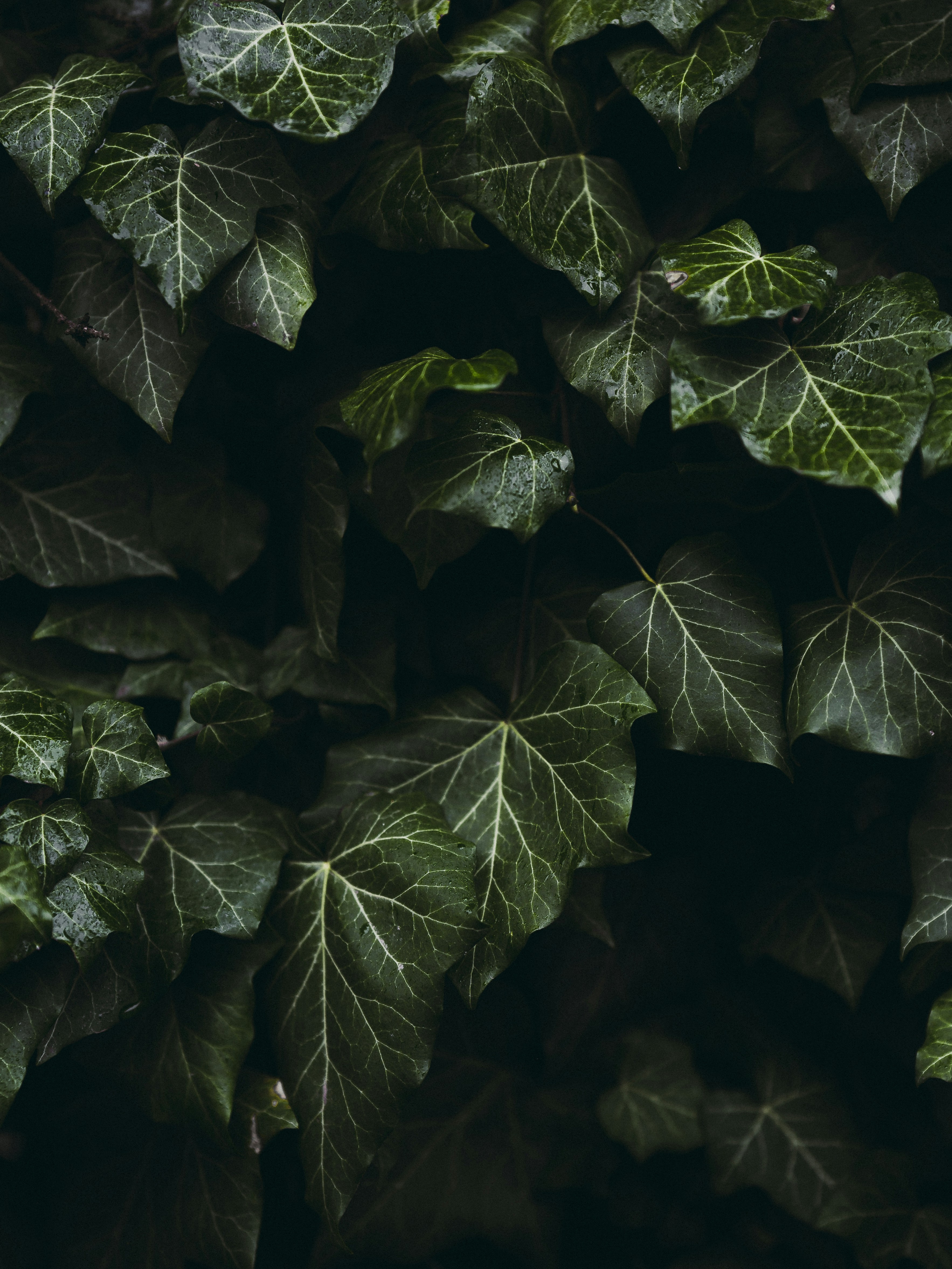 Dewy Ivy Leaves Close-up