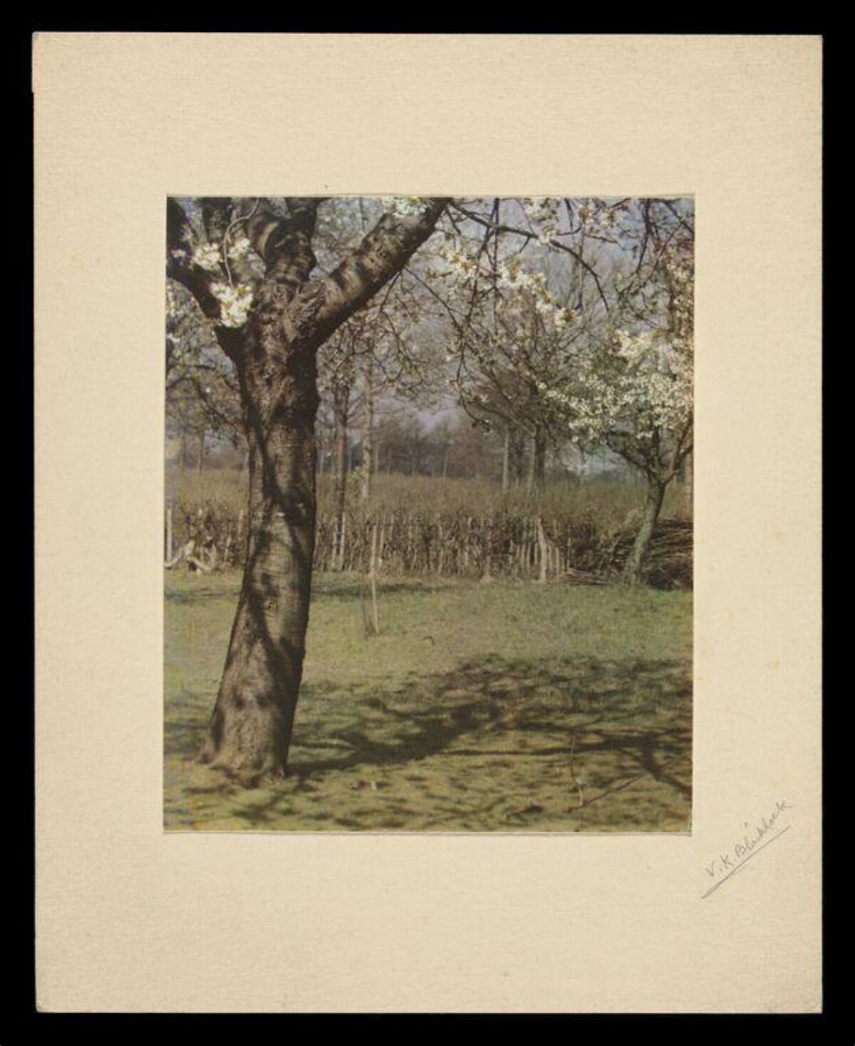 Blossoming Tree in Spring Orchard