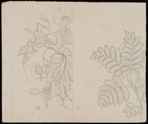 Pencil Sketch of Plant Studies