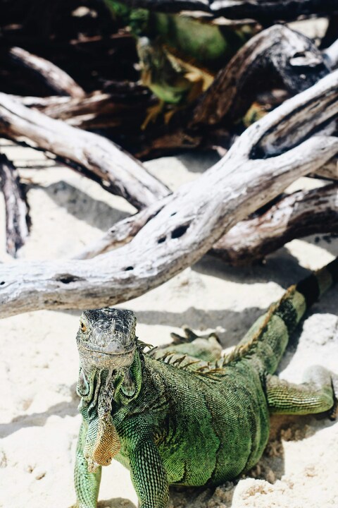 Green Iguana Resting on Sandy Beach