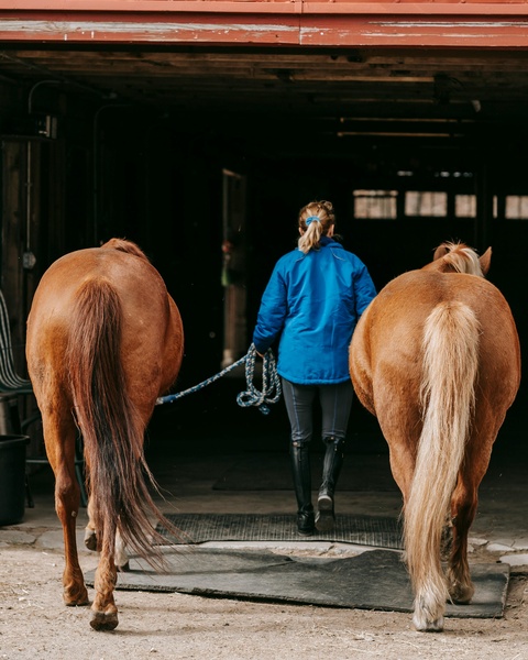 Woman Leading Two Horses Into Stable