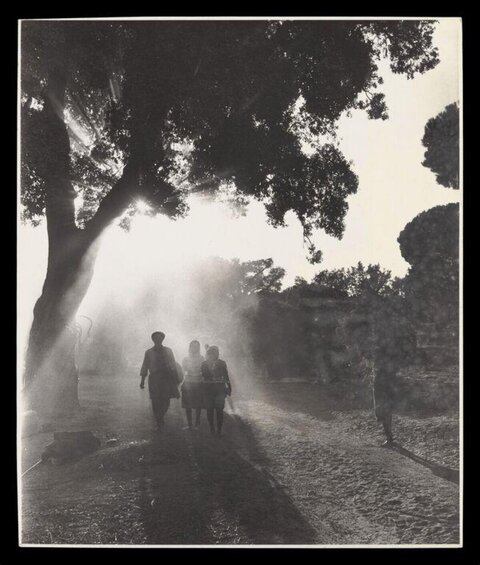 Three People Walking Under Large Tree