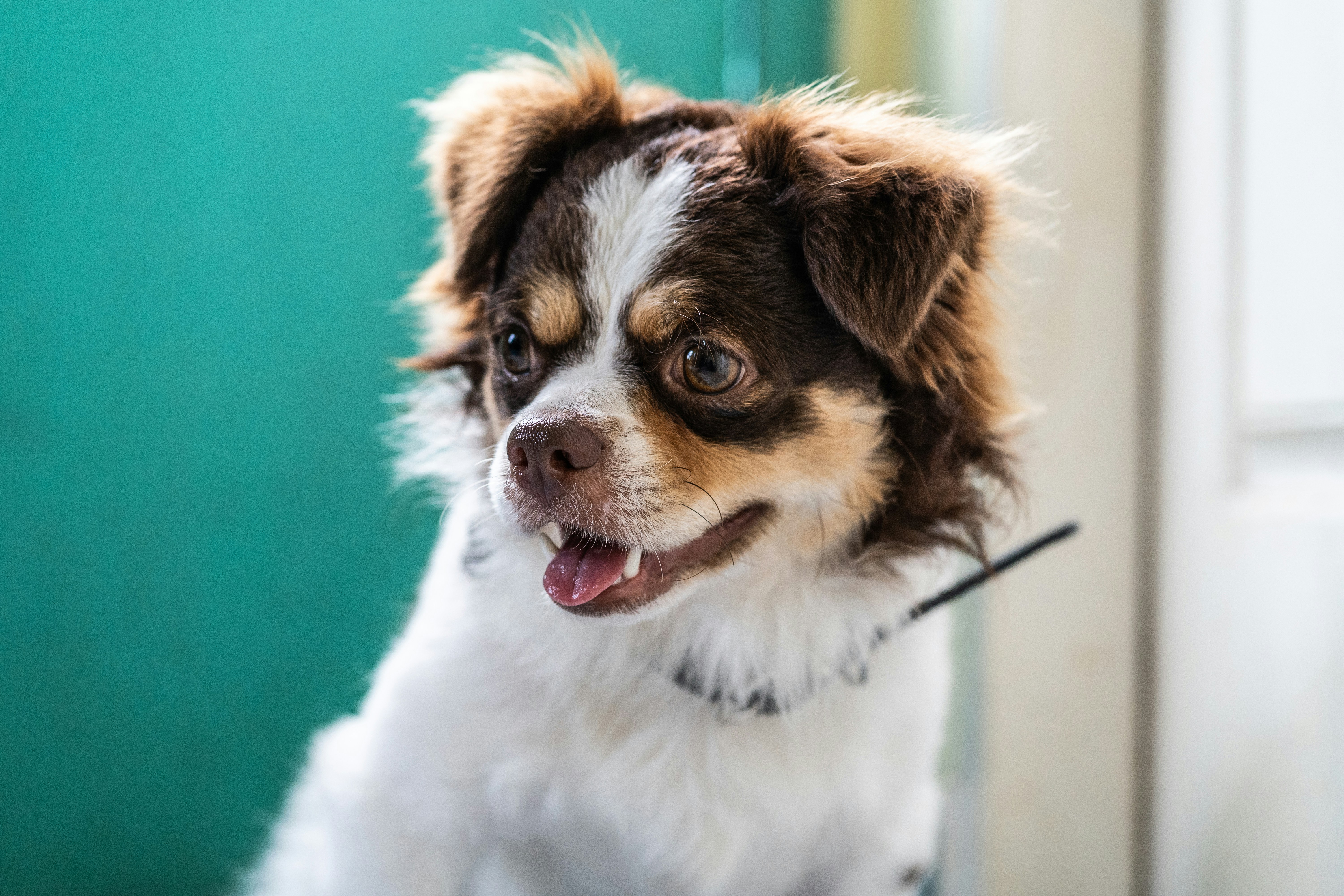 Fluffy Tri-color Dog Close-up Portrait
