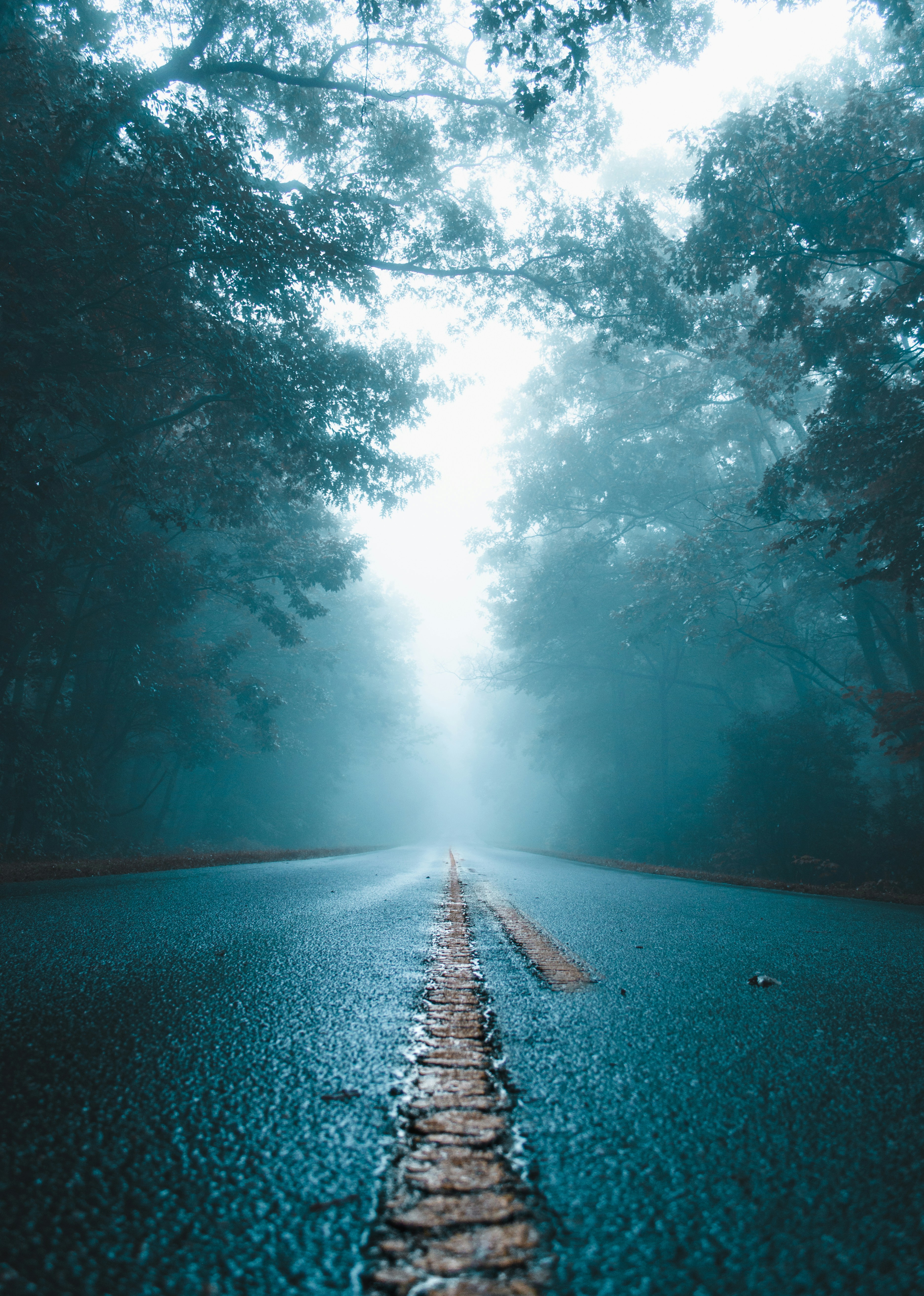 Foggy Forest Road