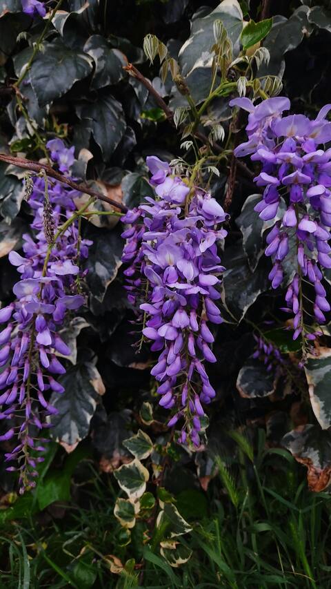 Hanging Purple Wisteria Blossoms