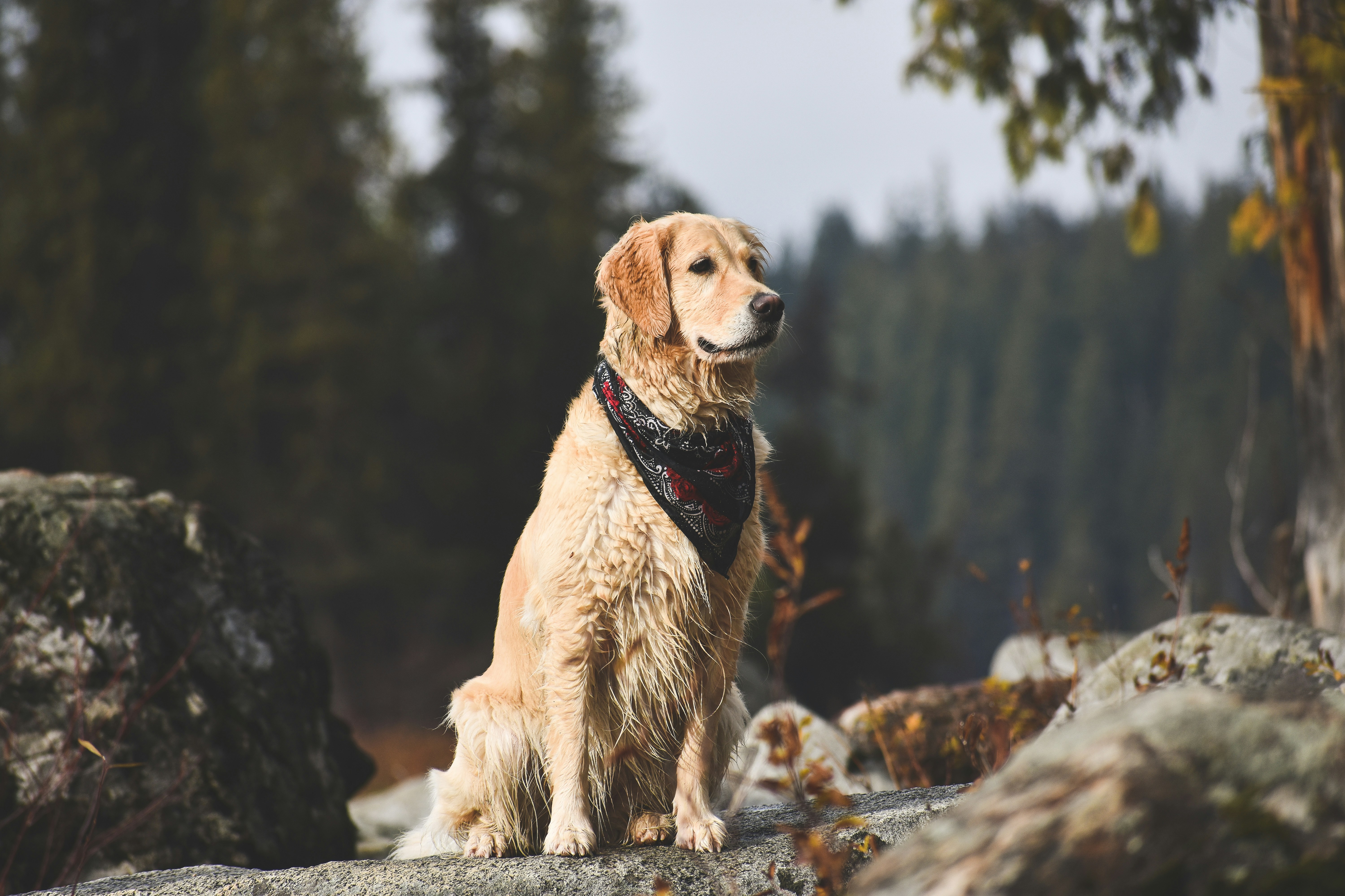 Golden Retriever Sitting on Forest Rocks