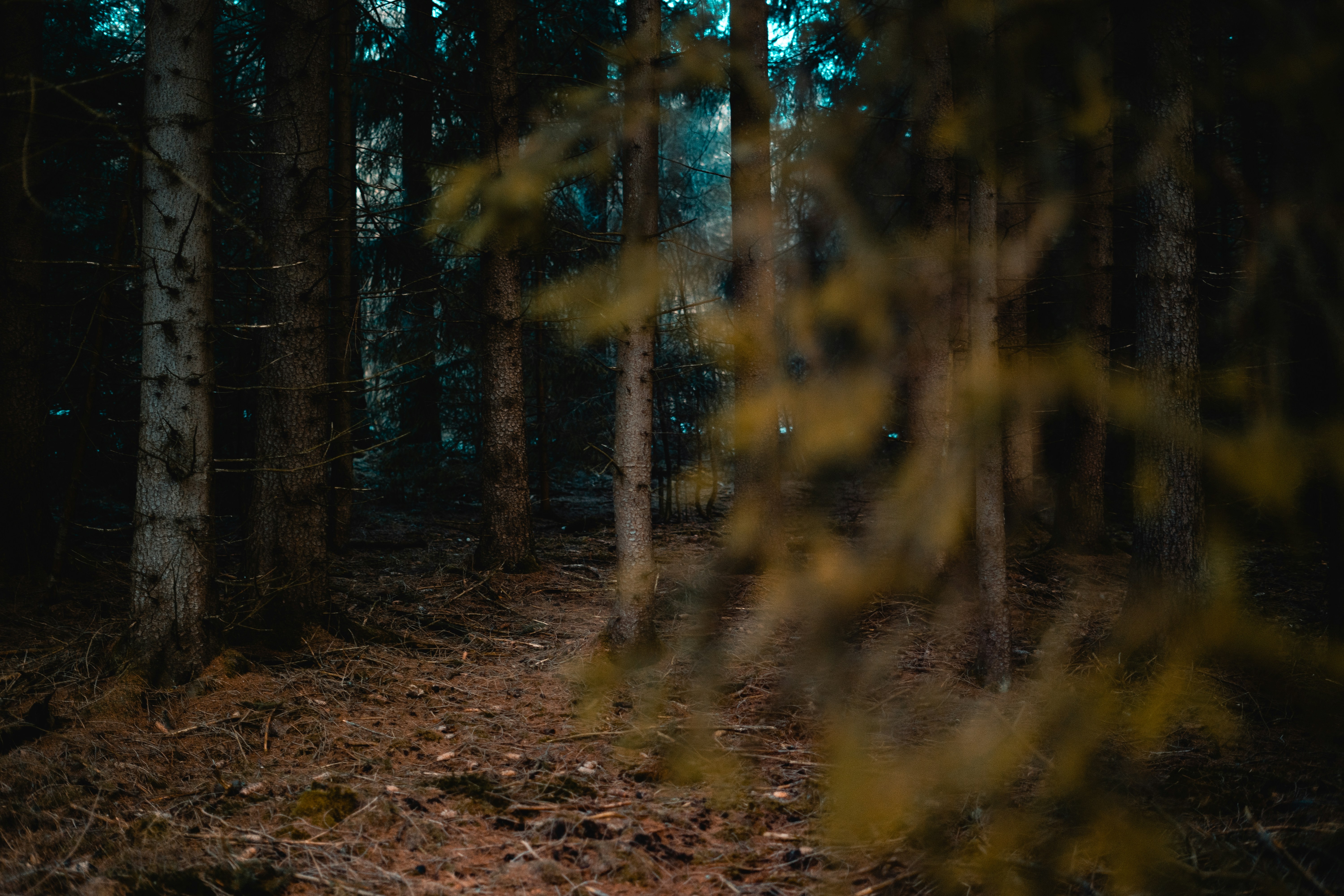 Dim Forest Trail