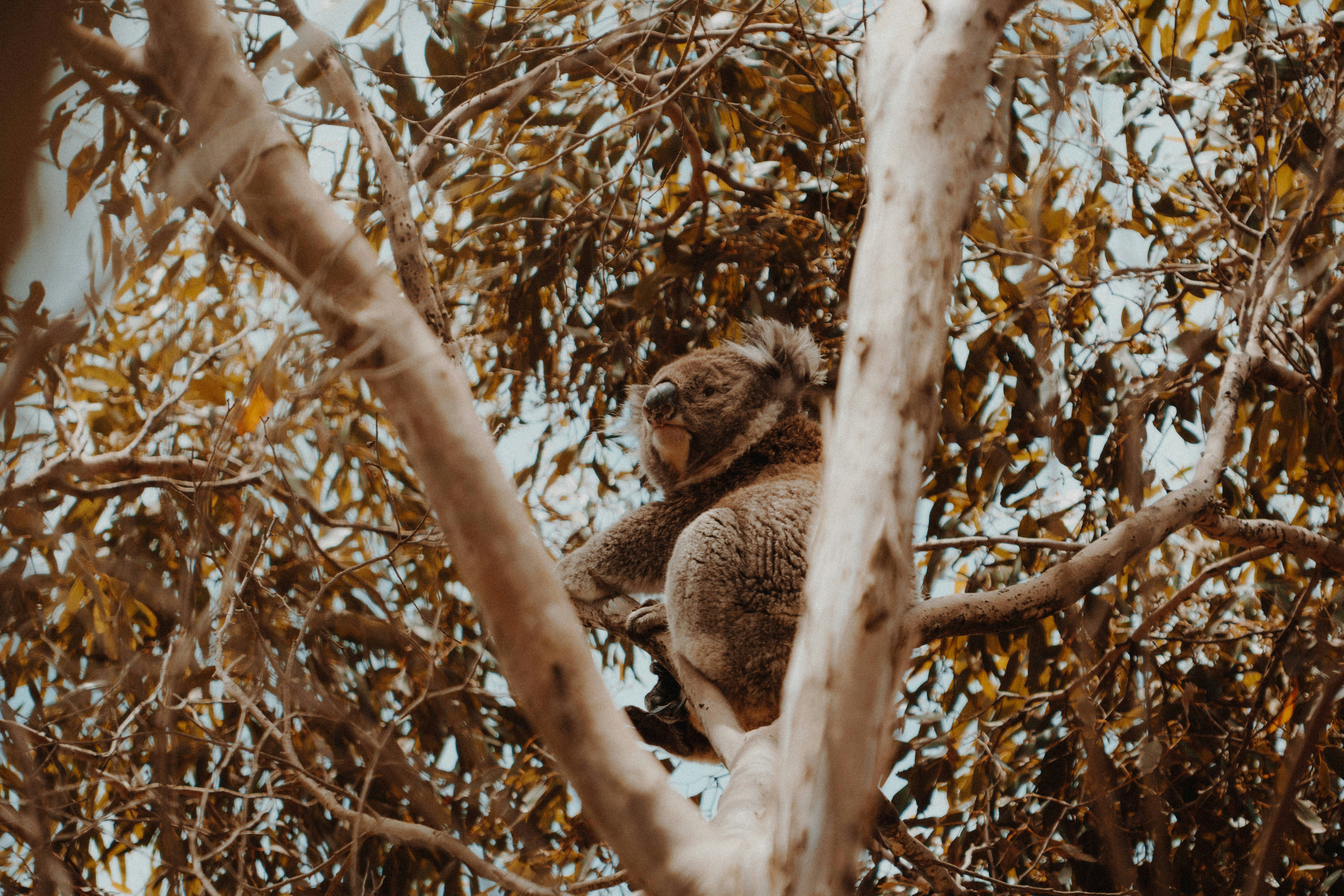 Koala Resting on Eucalyptus Tree