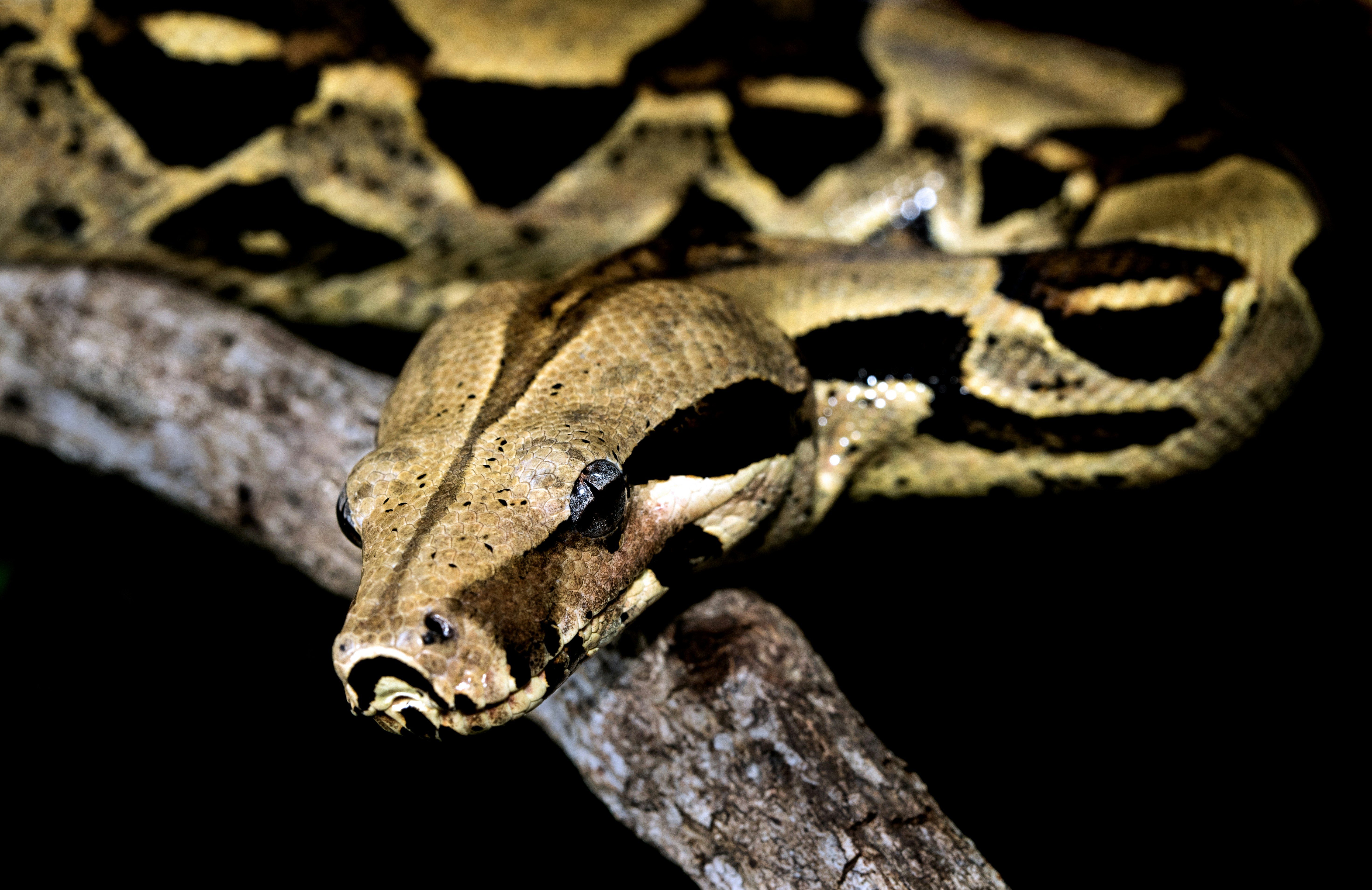 Boa Constrictor on Tree Branch