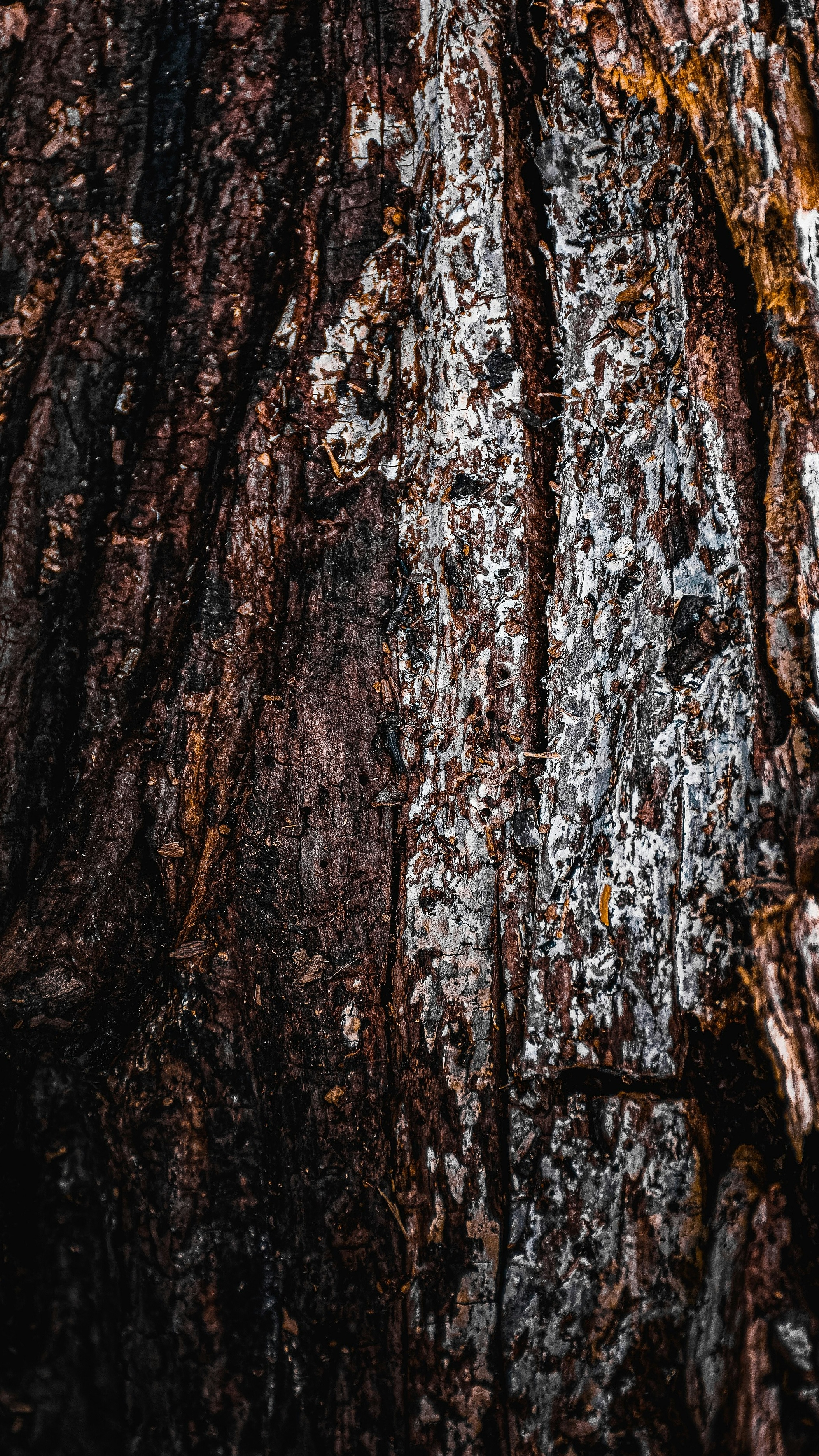 Close Up of Weathered Tree Bark