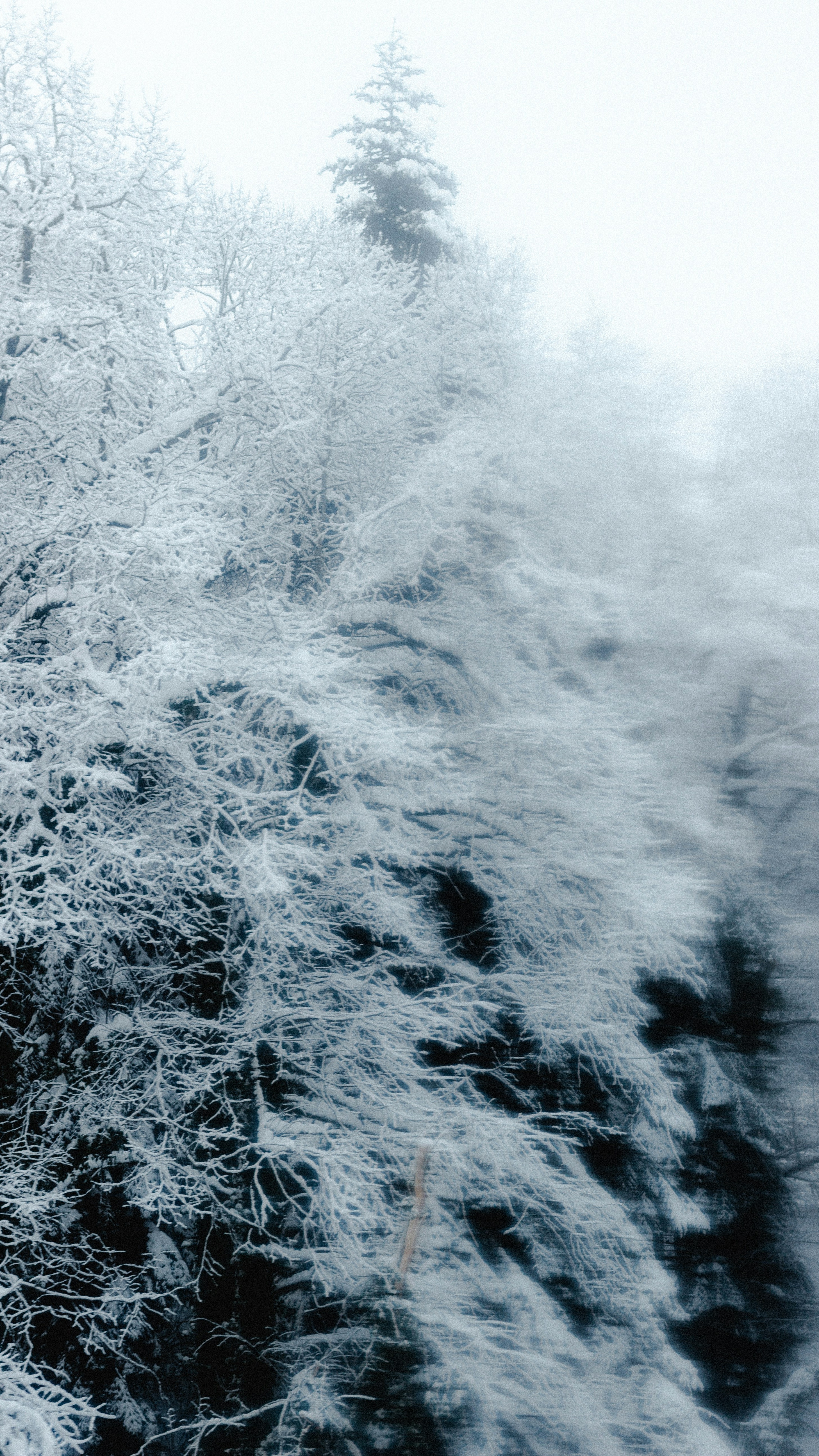 Snow-covered Winter Foggy Forest