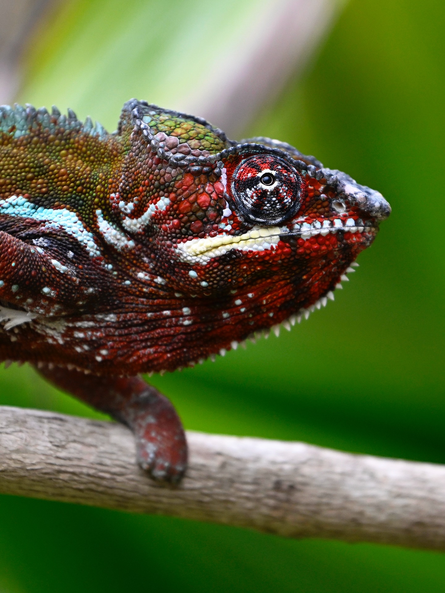 Close-up of a Colorful Chameleon