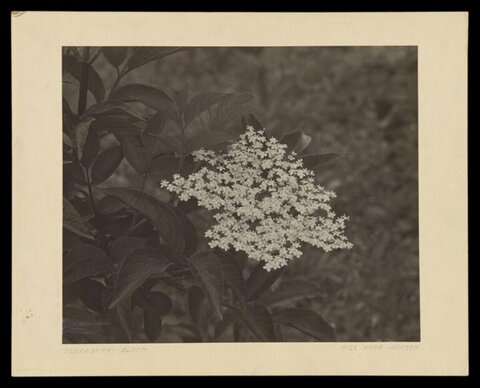 Elderberry Bloom